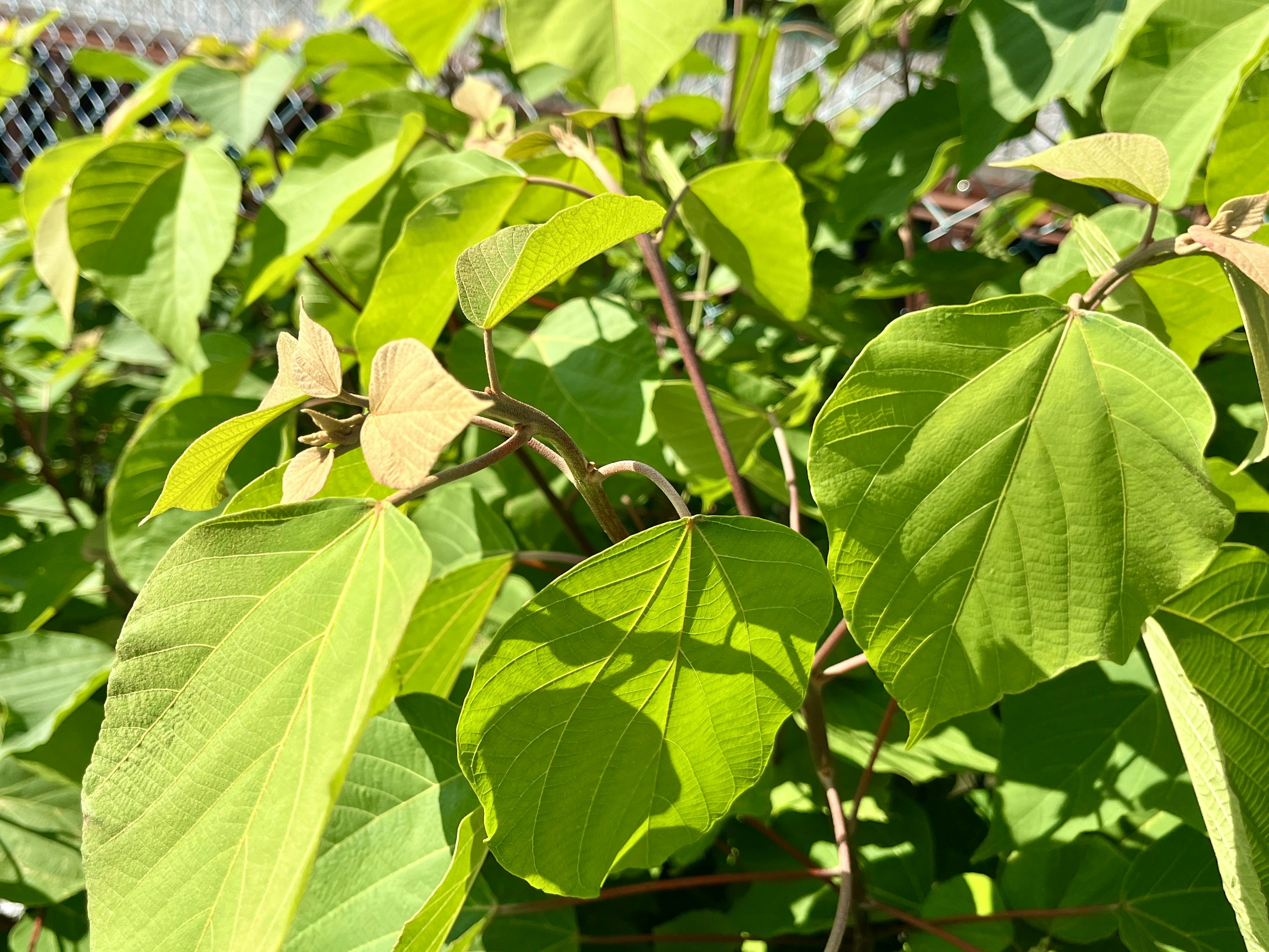 緑色の葉が茂る植物のクローズアップ