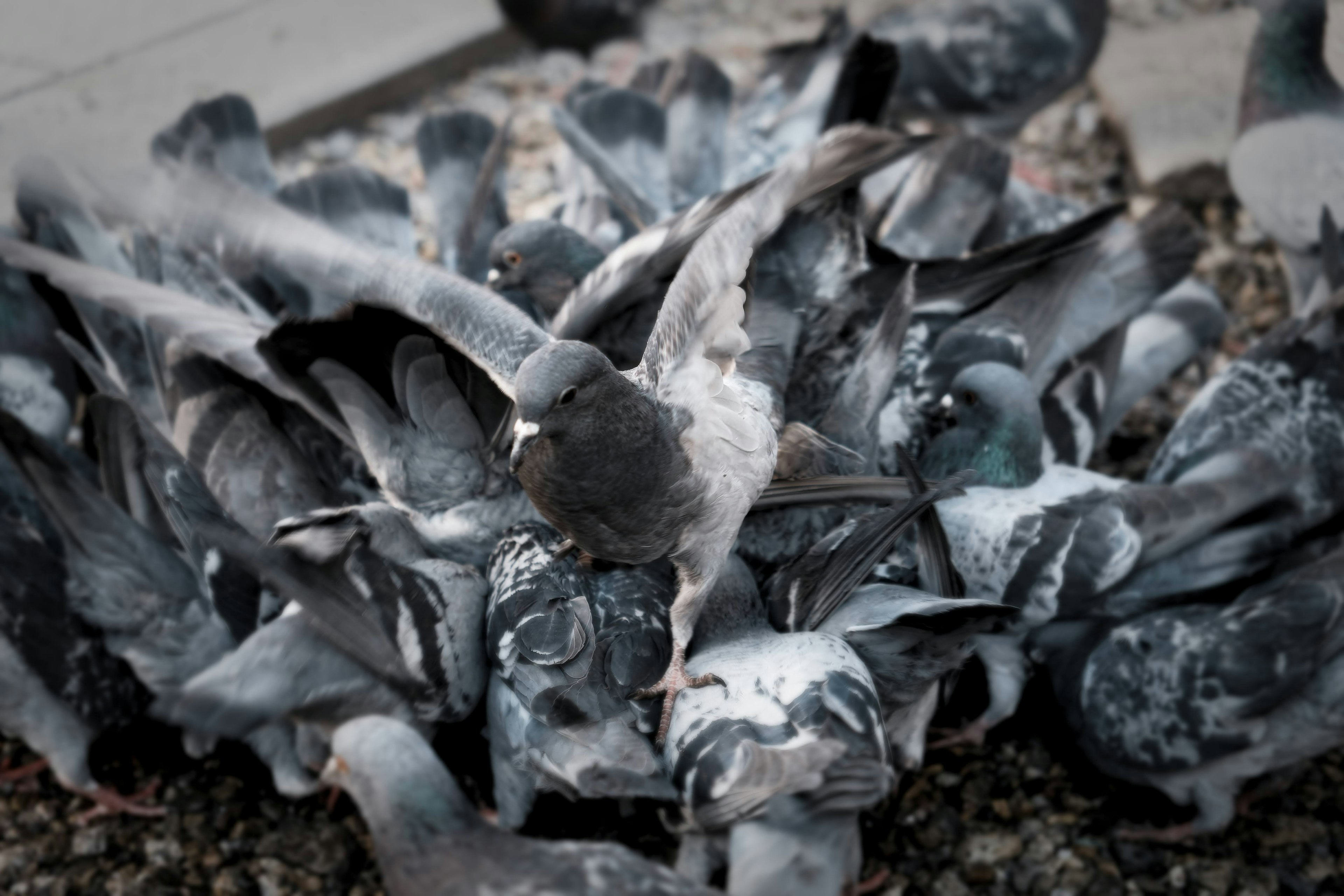 A cluster of black pigeons gathered together