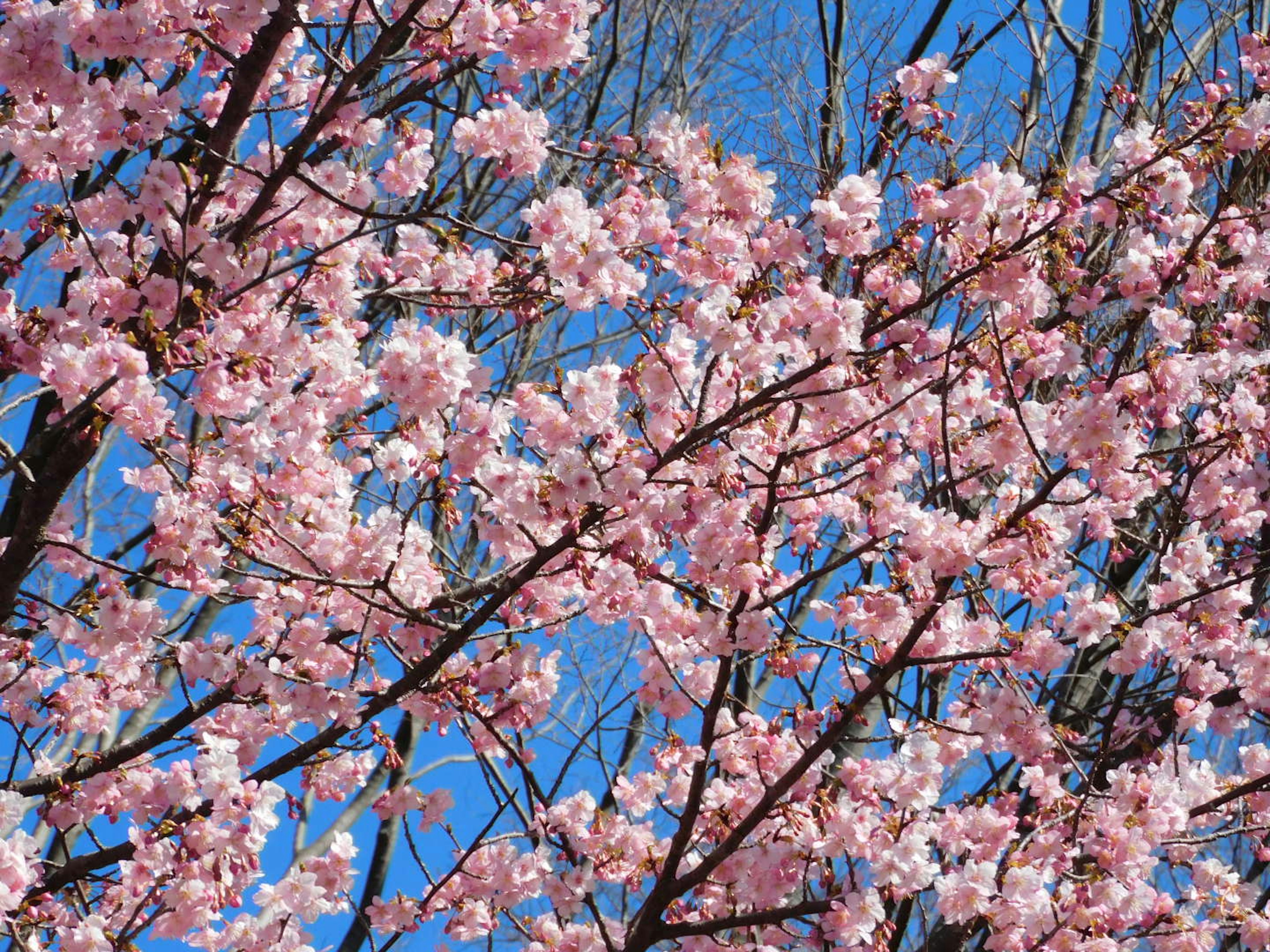 Cherry blossoms blooming against a blue sky