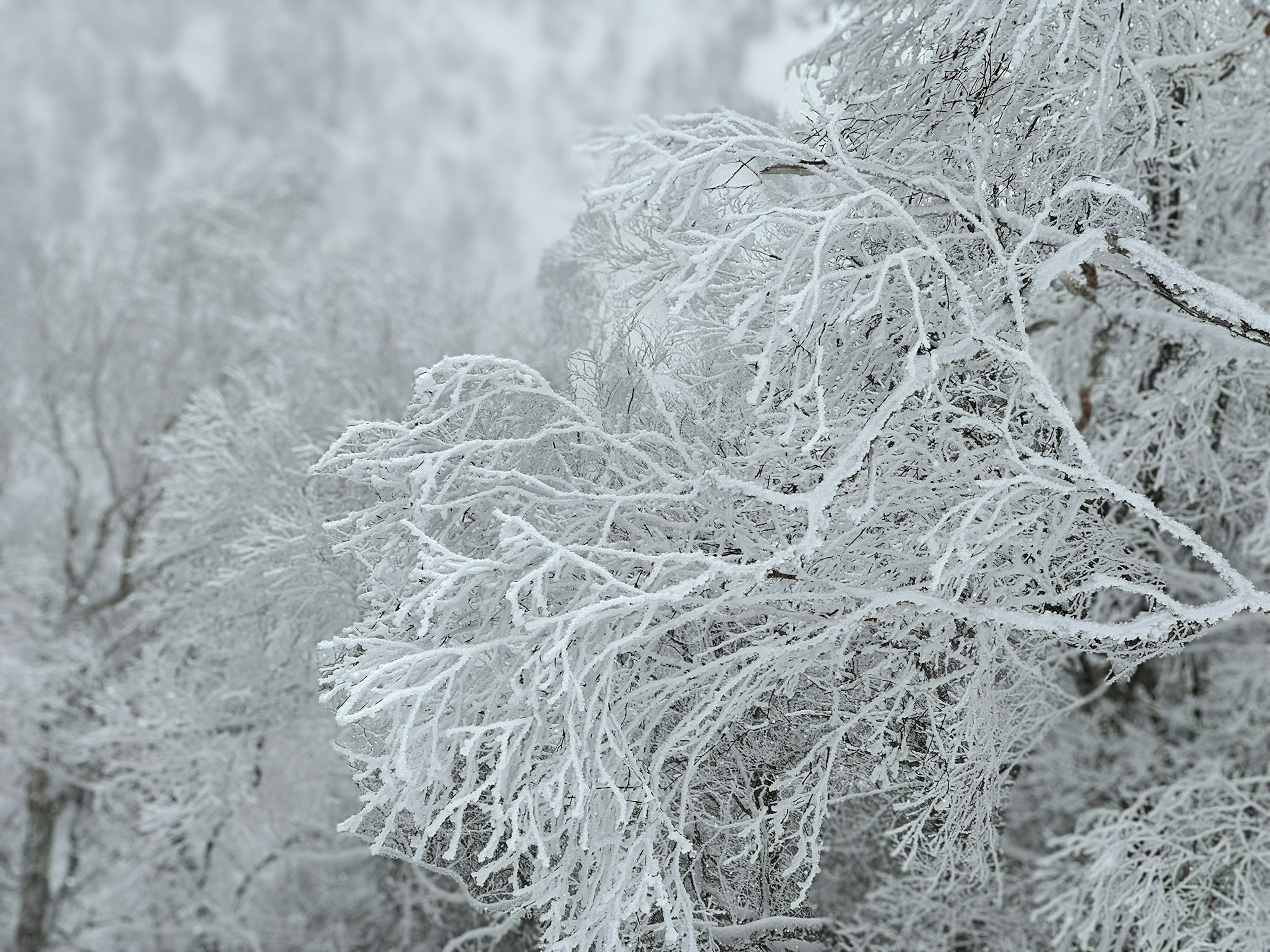 Primo piano di rami d'albero coperti di neve