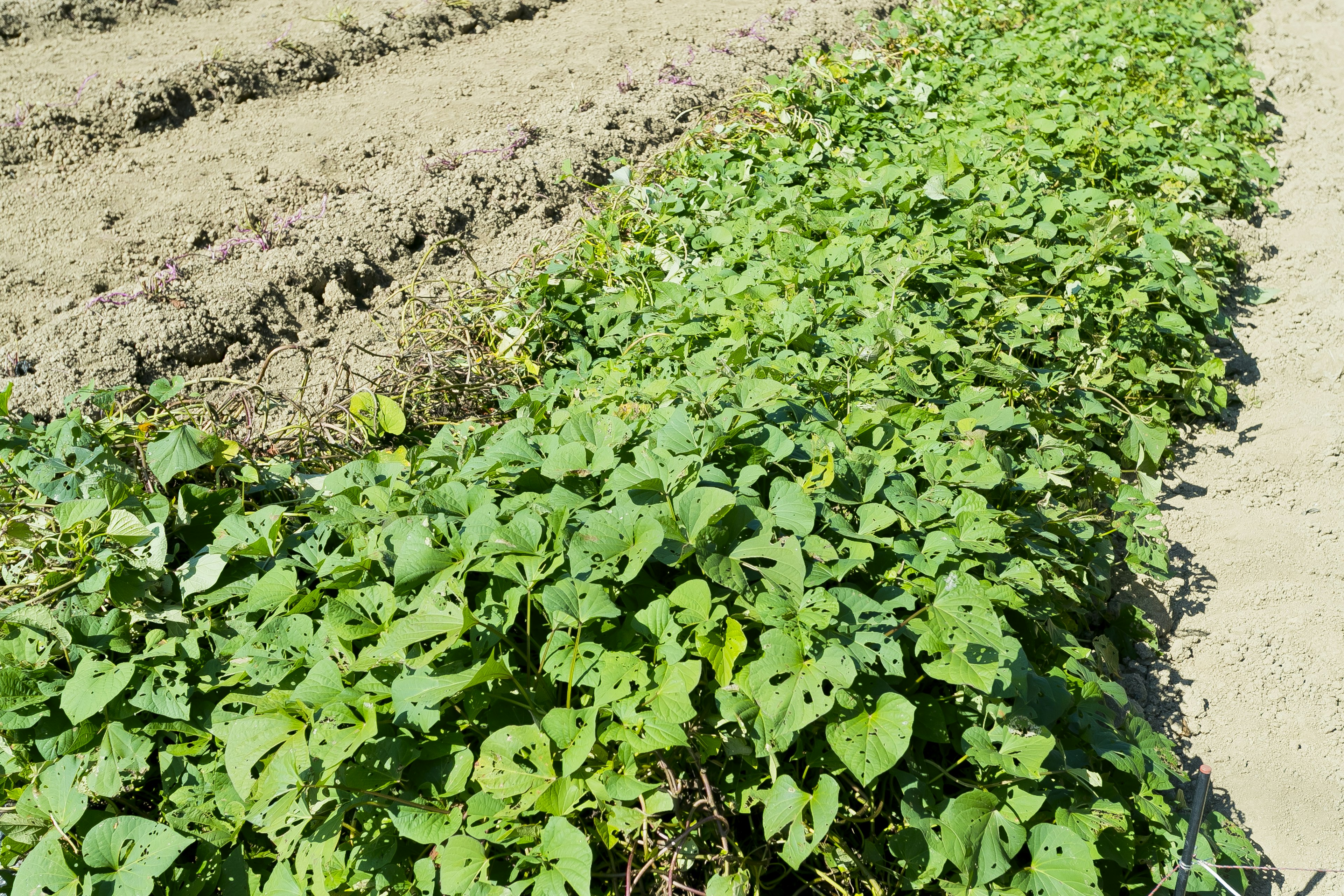 Row of green plants in a farm field