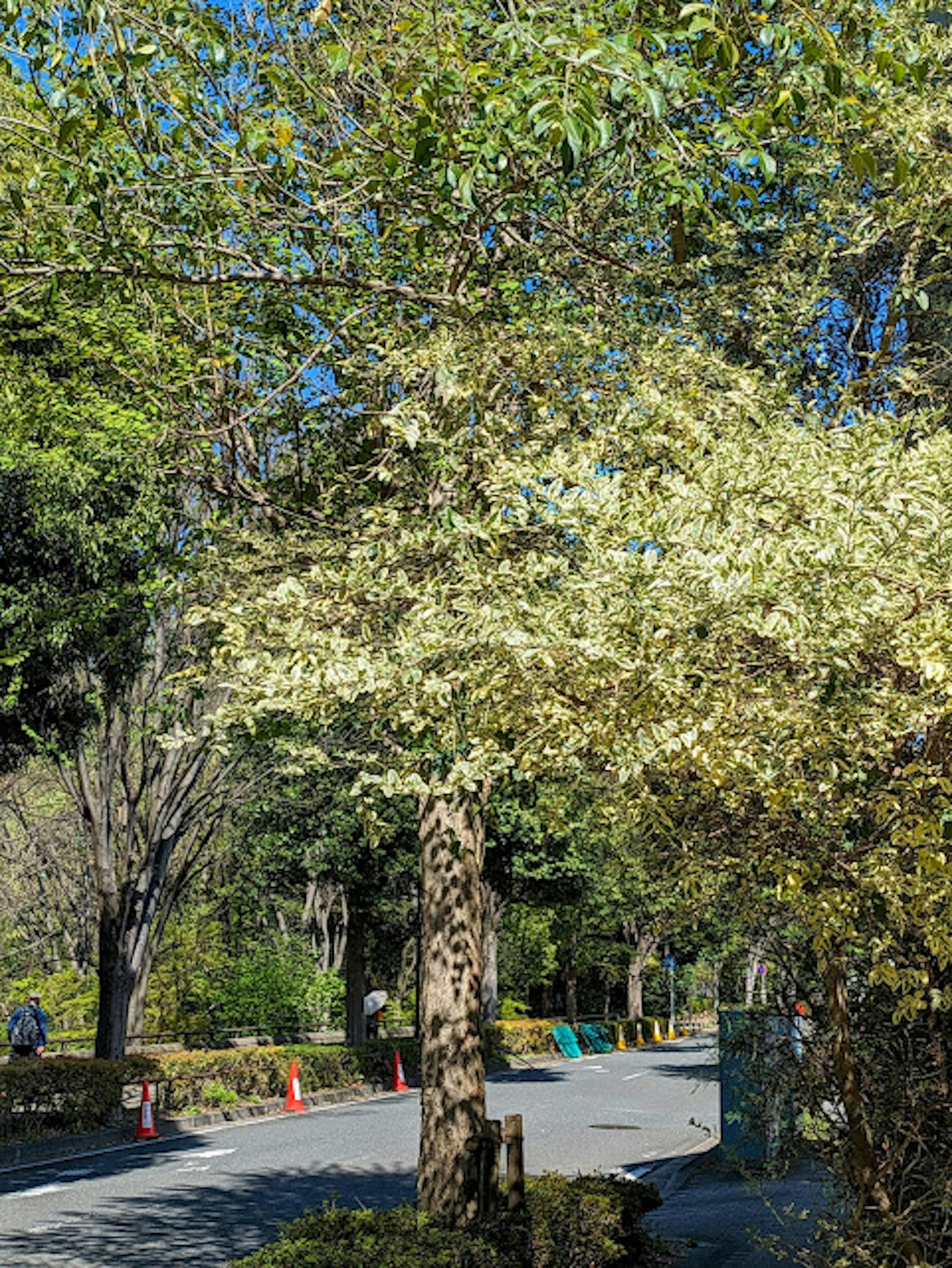 緑豊かな公園の中にある白い花が咲く木と周囲の景色