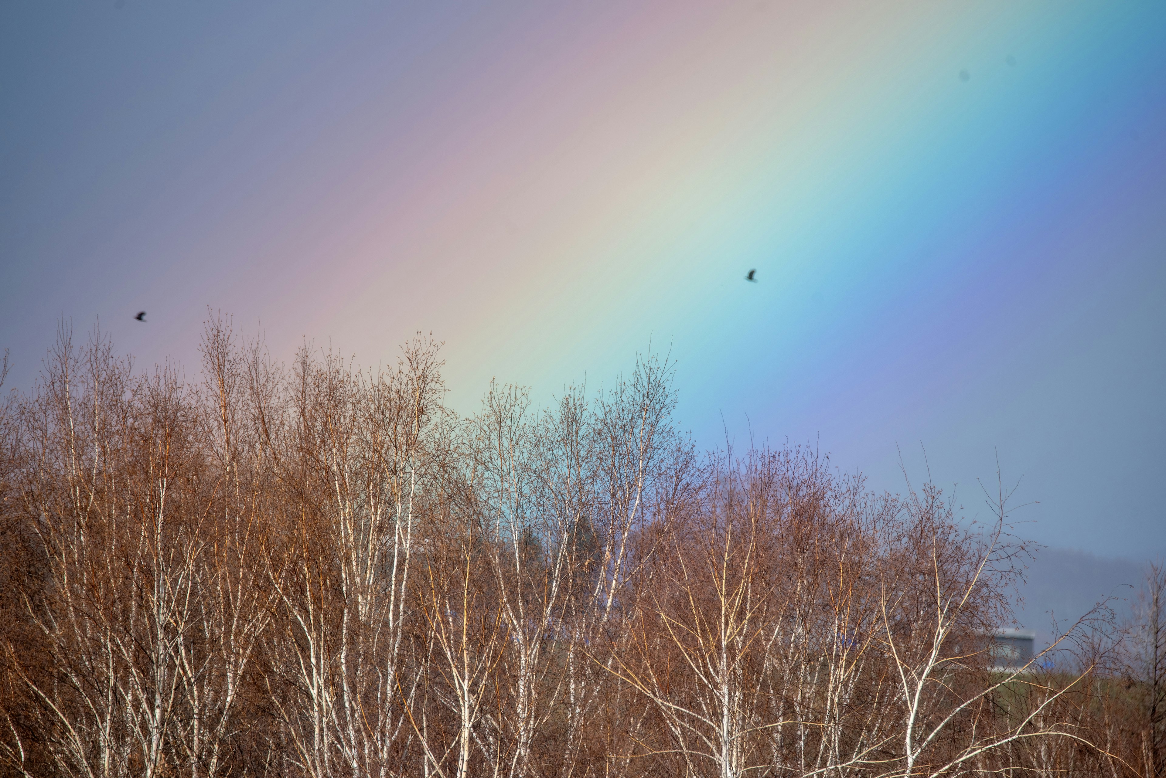 Un suave arco iris se arquea sobre los árboles de invierno