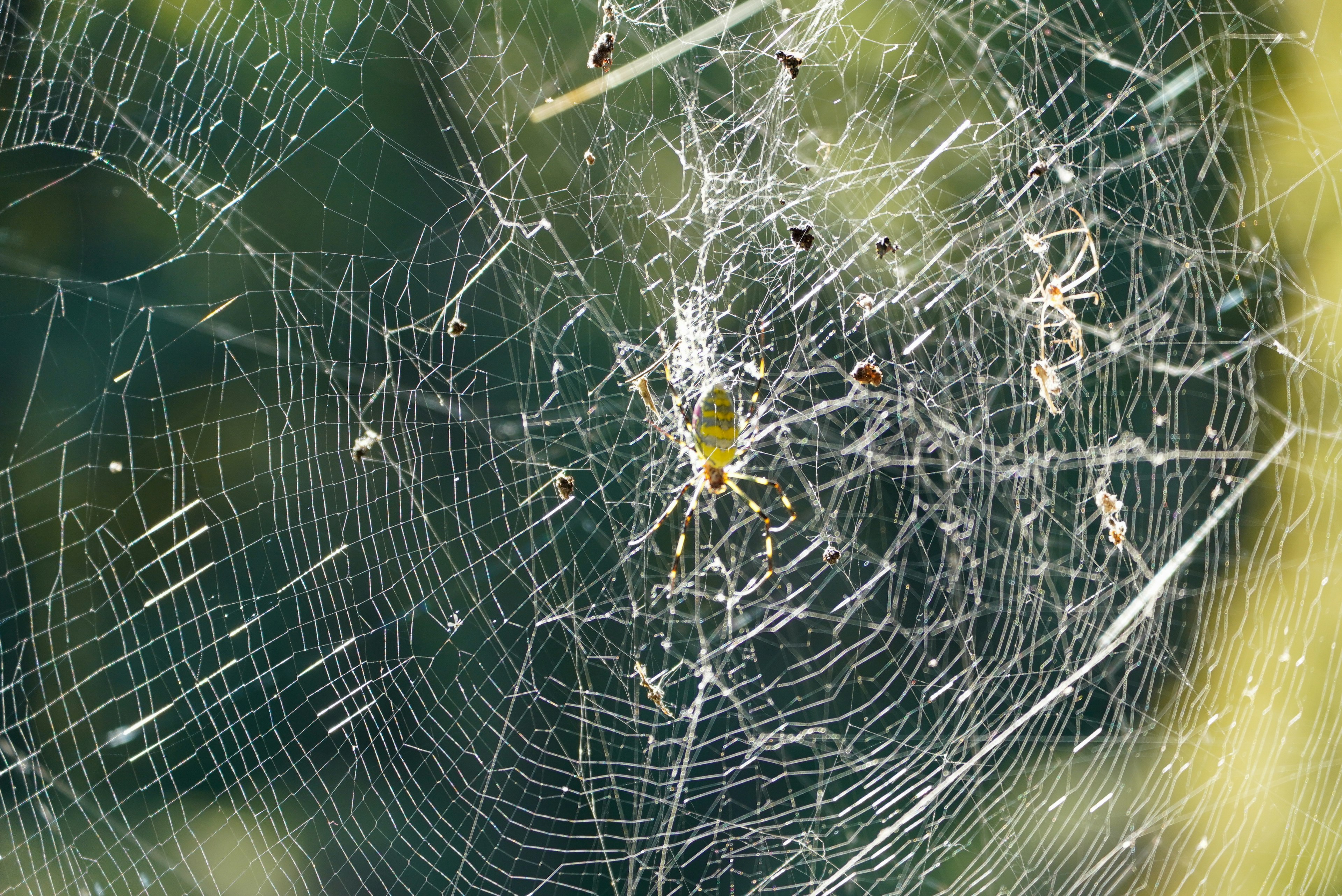 Ragno al centro di una ragnatela con dettagli intricati