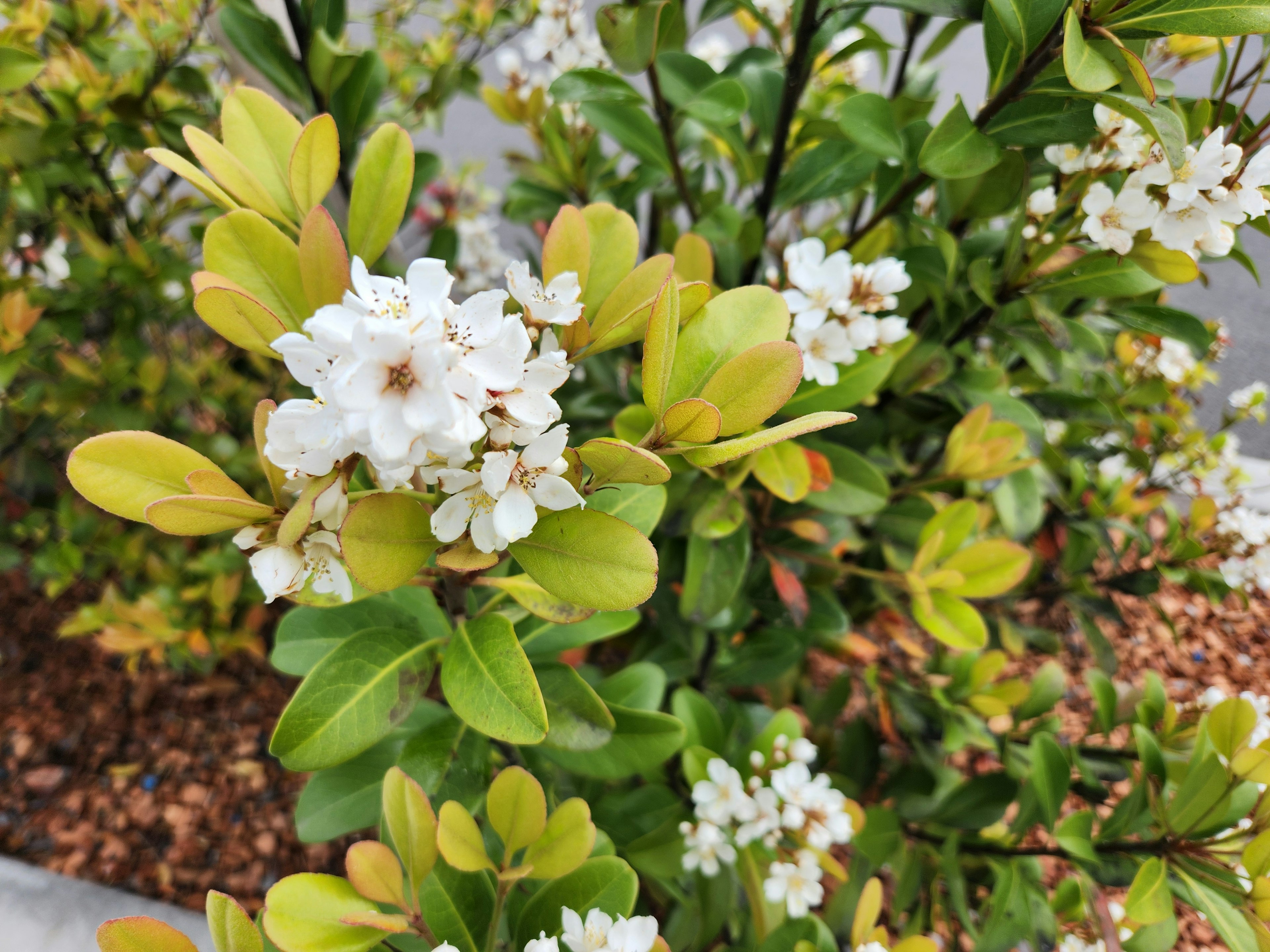 白い花と緑の葉がある植物のクローズアップ