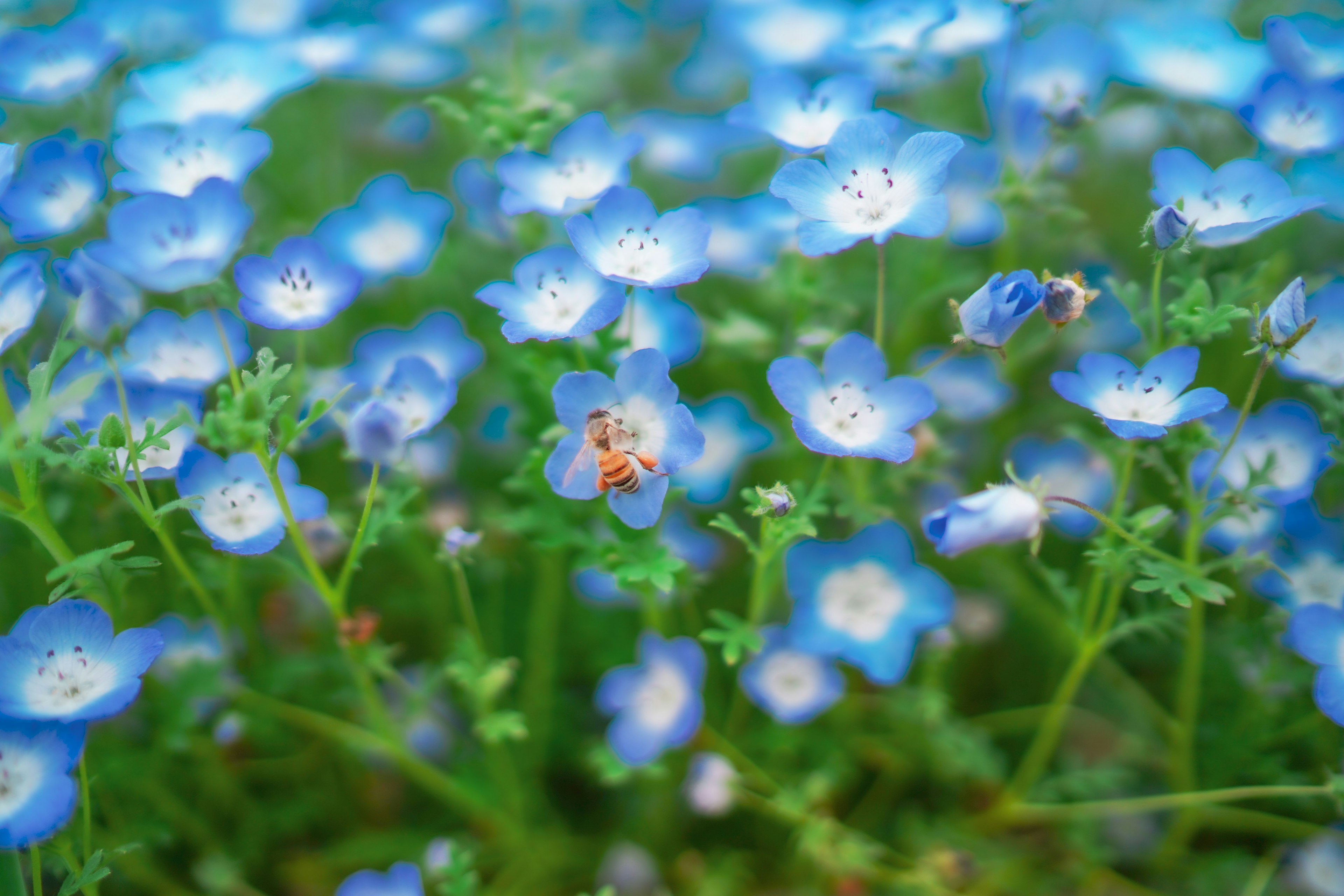 青い花々が咲く草原に小さなミツバチがいる景色