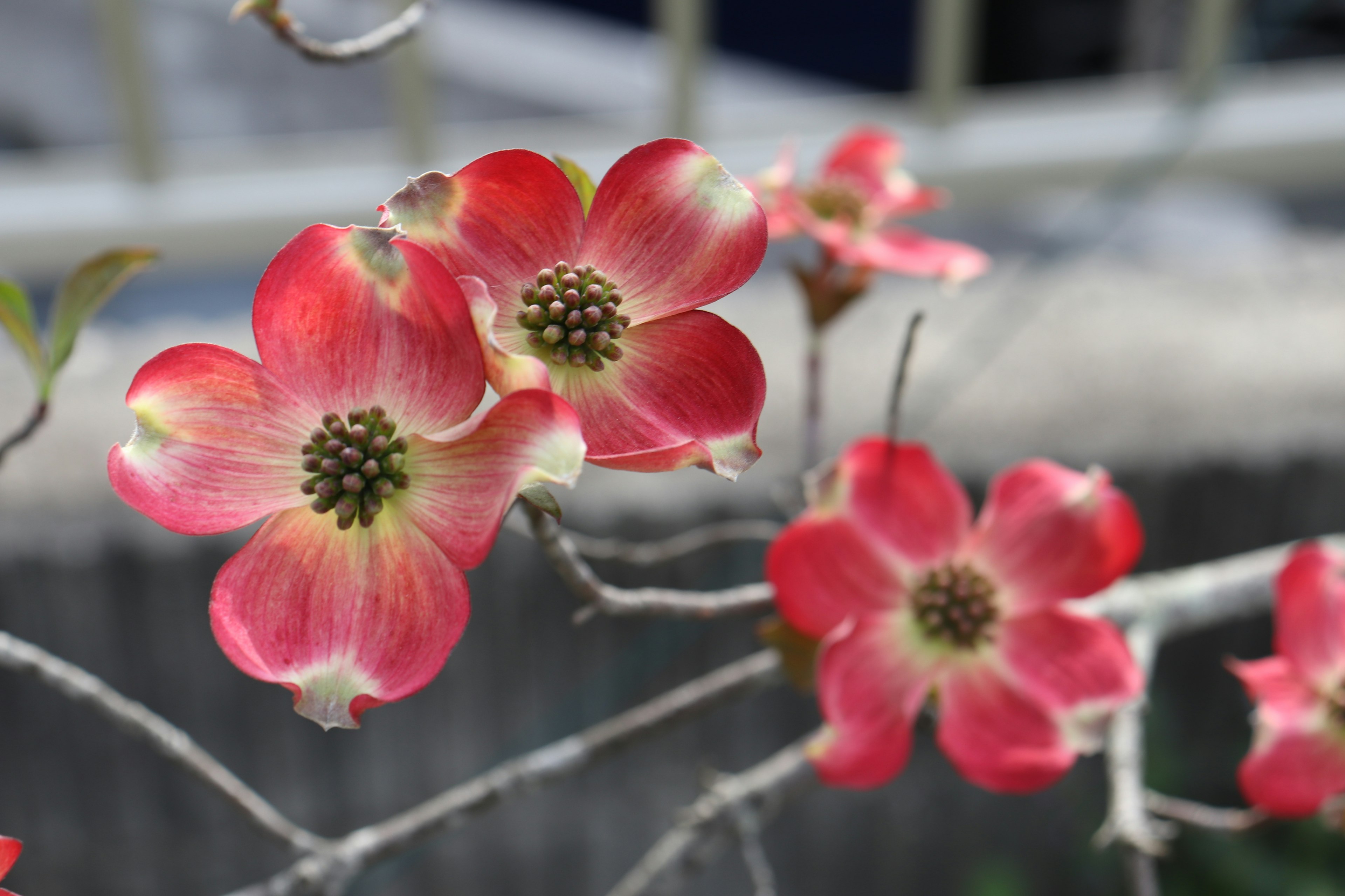 Nahaufnahme von blühenden rosa Hartriegelblüten an einem Zweig