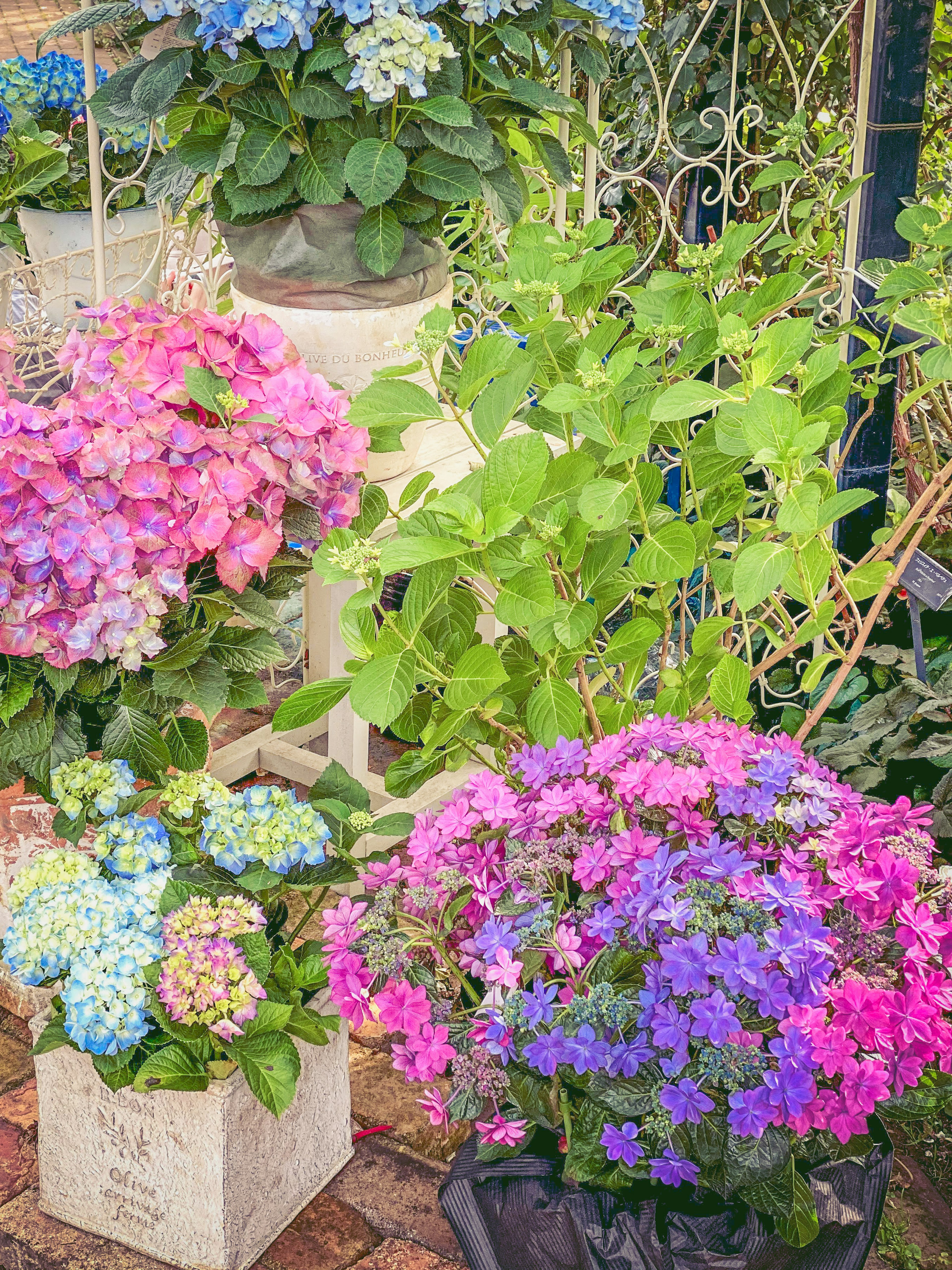 色とりどりの花々が咲く庭の風景 ピンクと青のアジサイ 緑の葉に囲まれた花のポット