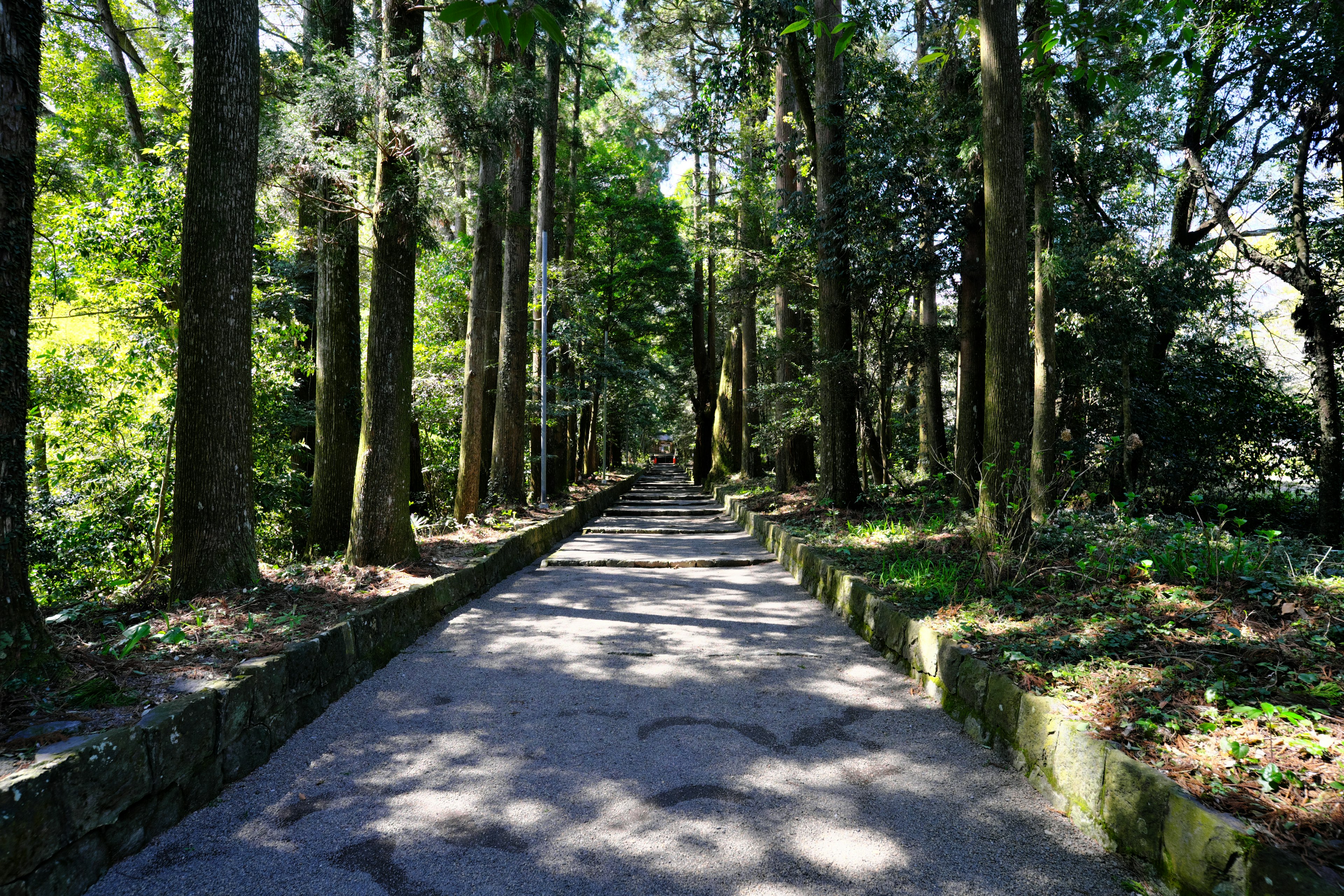 Un sentiero sereno circondato da alberi verdi lussureggianti