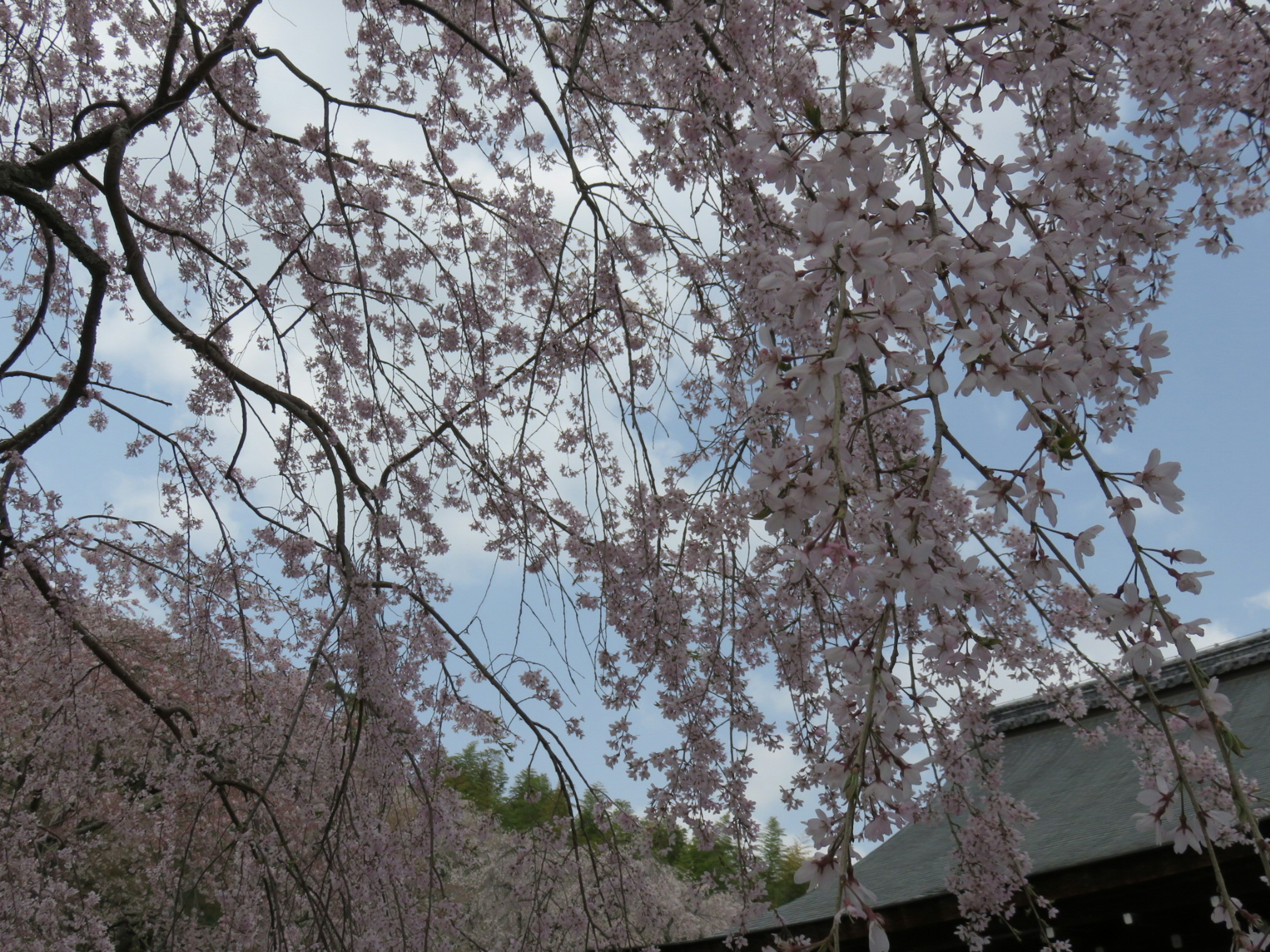 Blossoming cherry trees with pink flowers under a blue sky