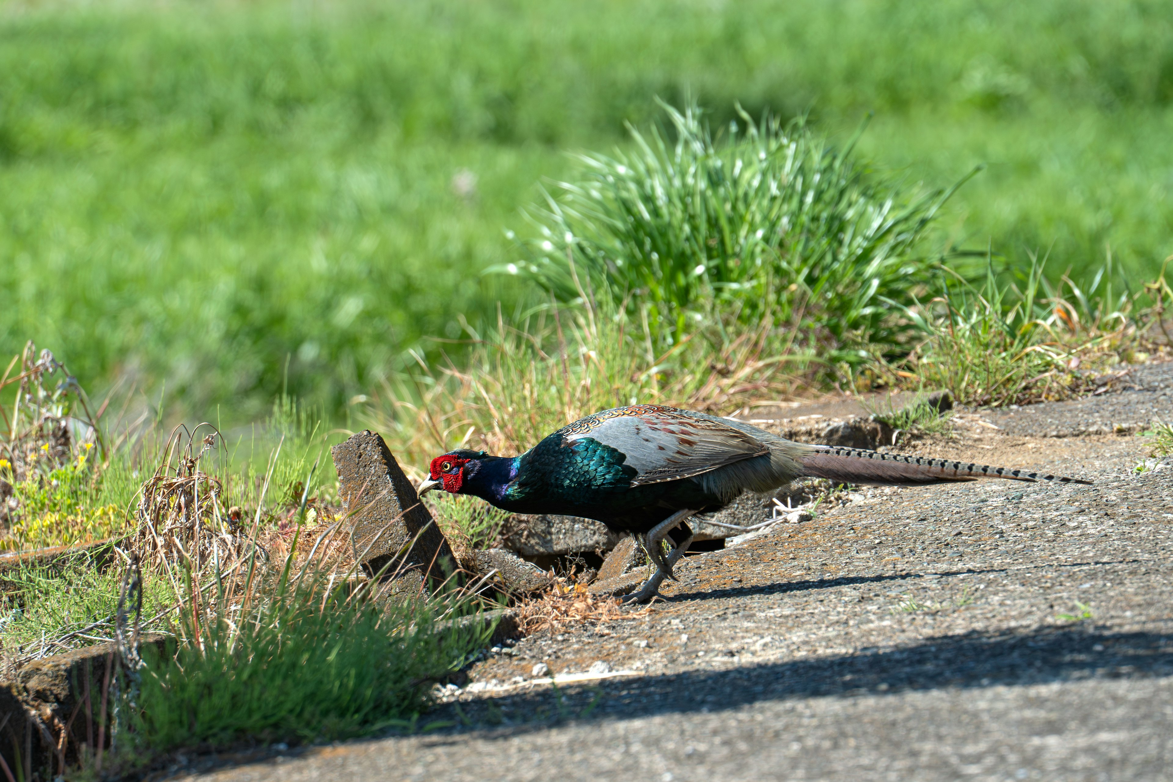 A beautiful pheasant walking along a path with a green grass background