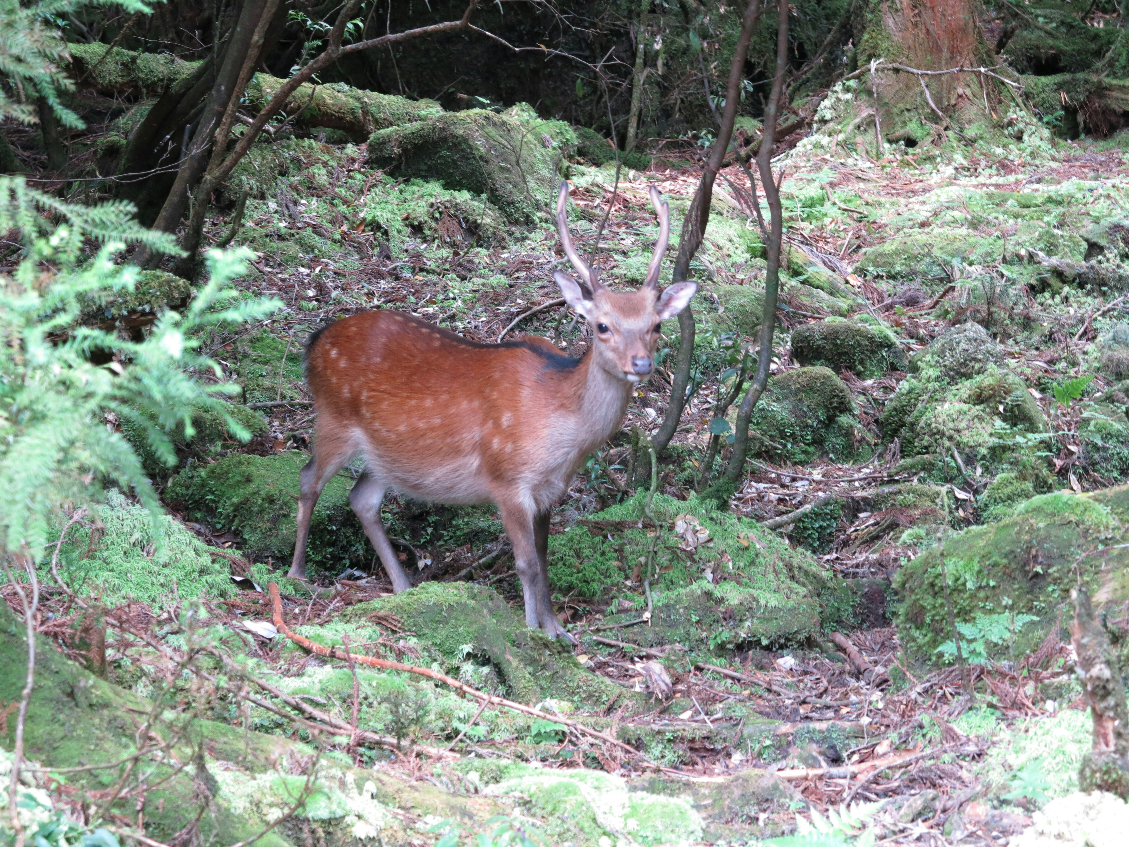 A deer standing in a forest surrounded by green moss and trees