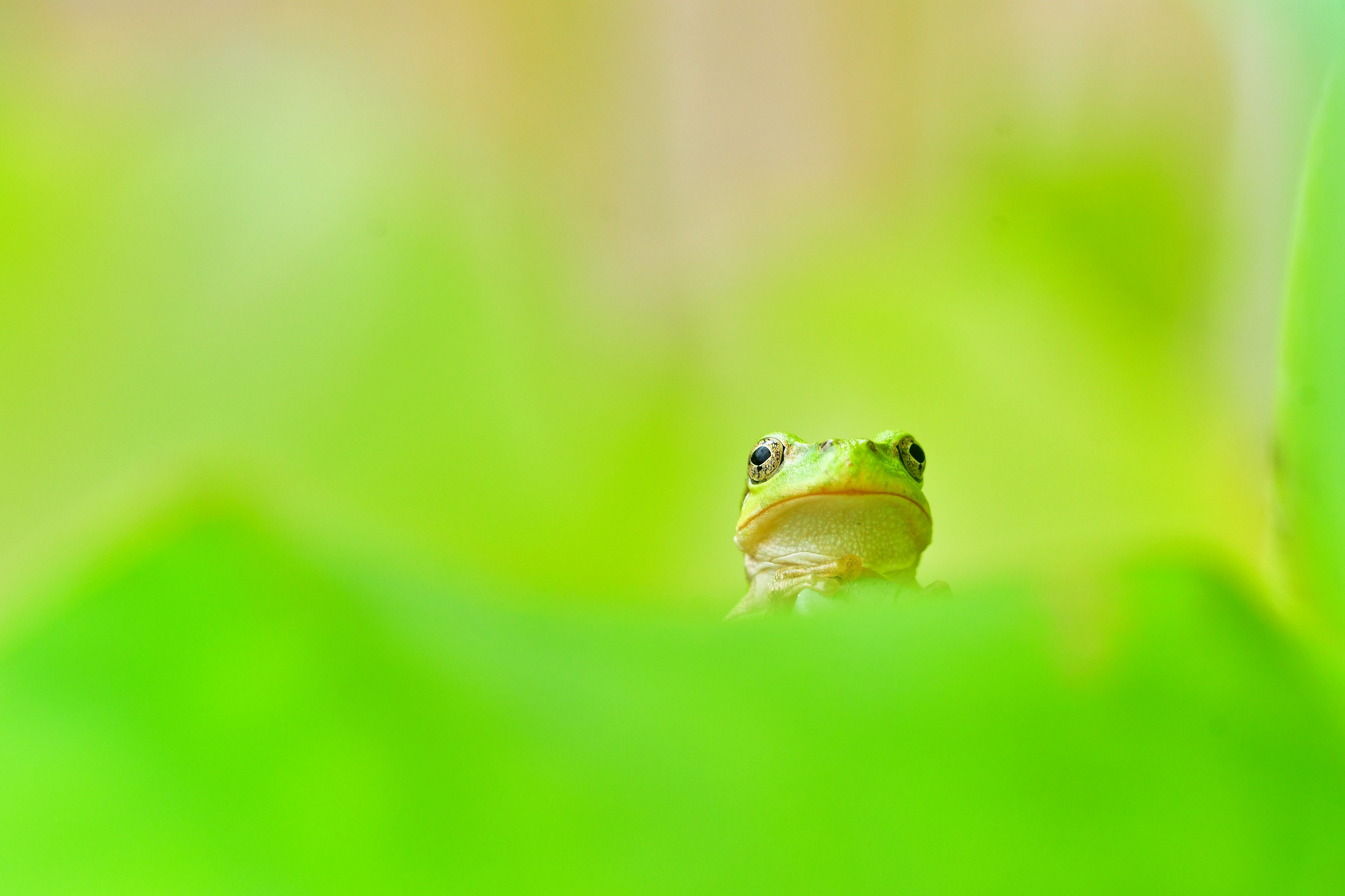 Nahaufnahme eines Frosches, der durch üppiges grünes Laub blickt