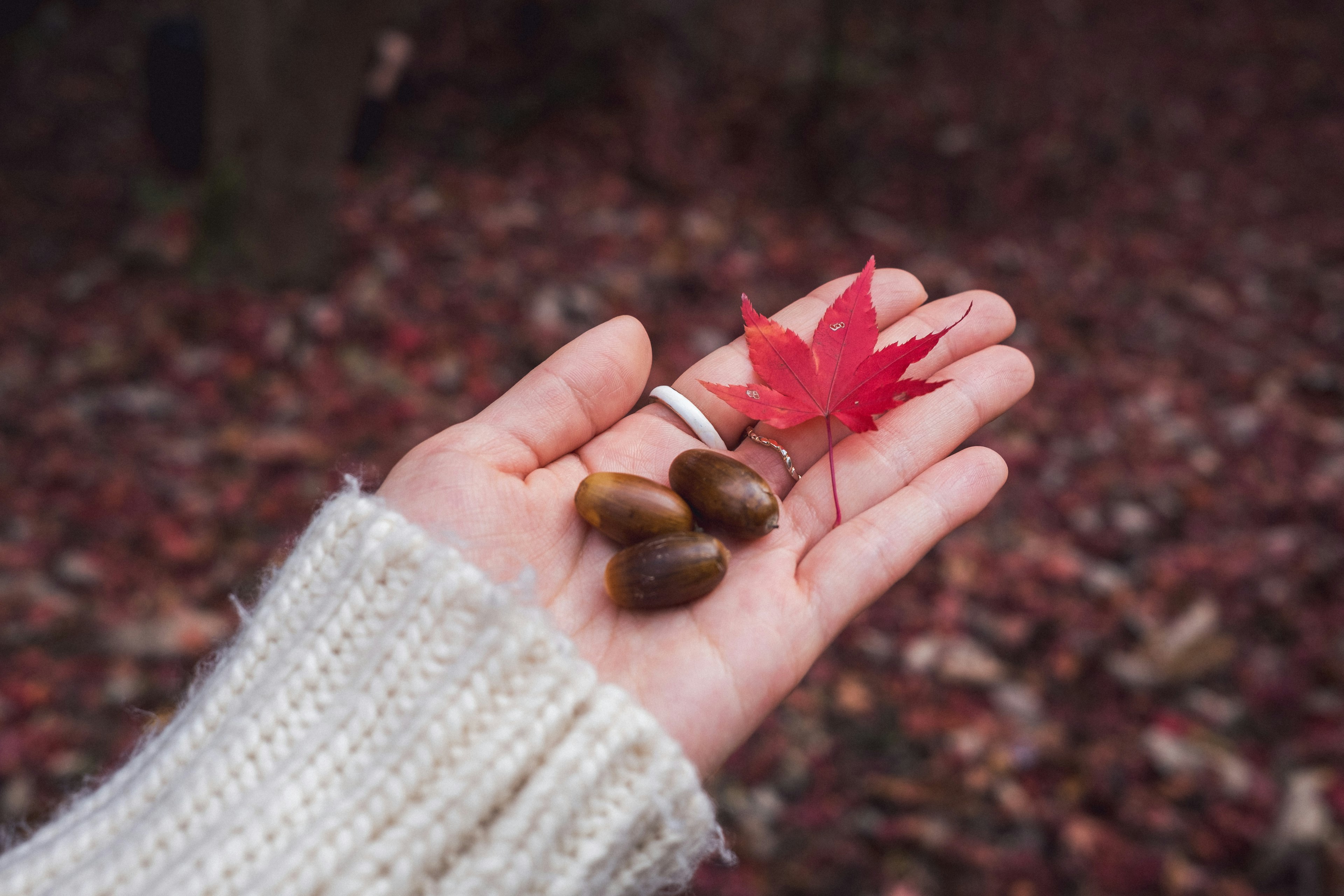 Una mano che tiene una foglia d'acero rossa e ghiande