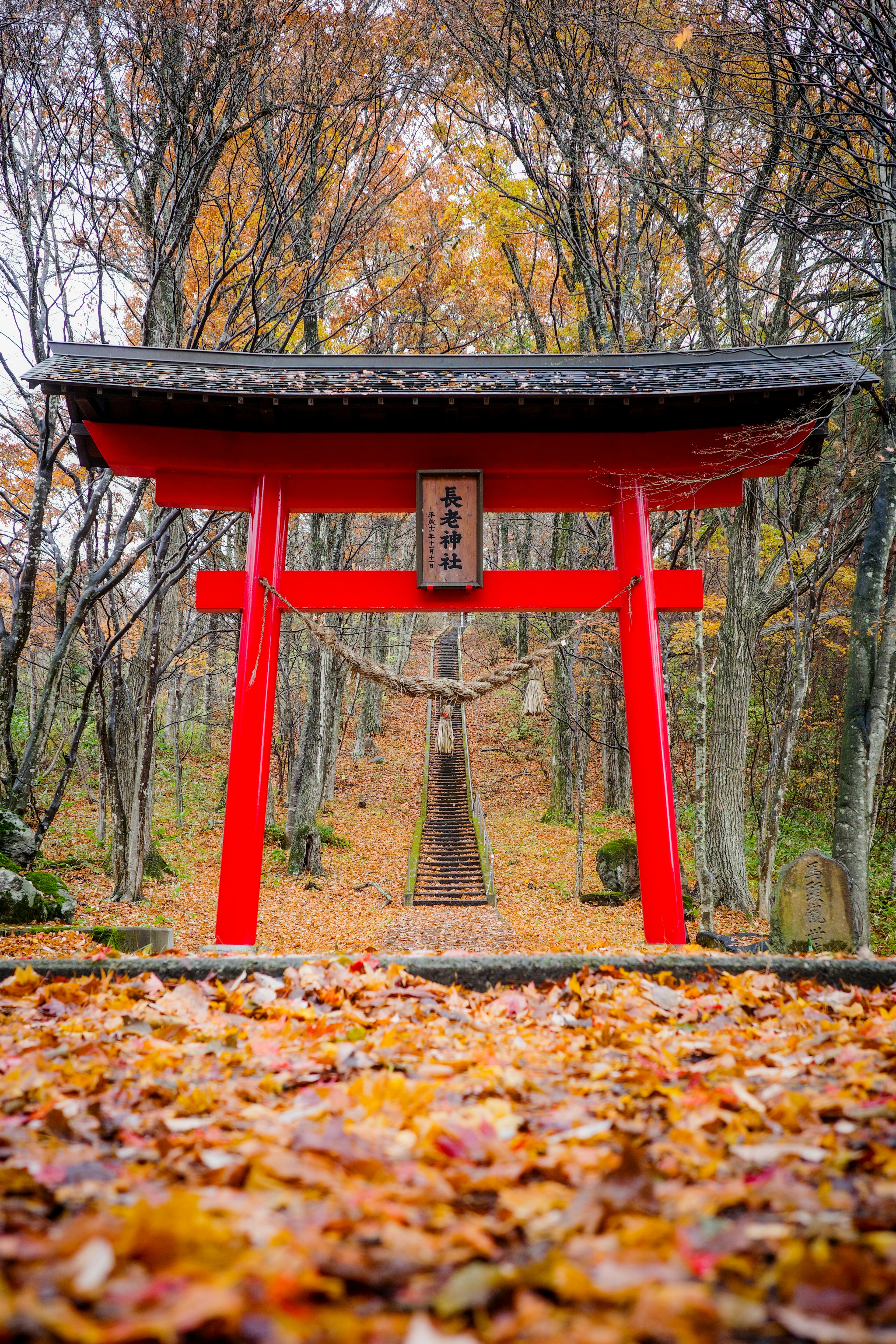 Portail torii rouge avec un chemin recouvert de feuilles d'automne