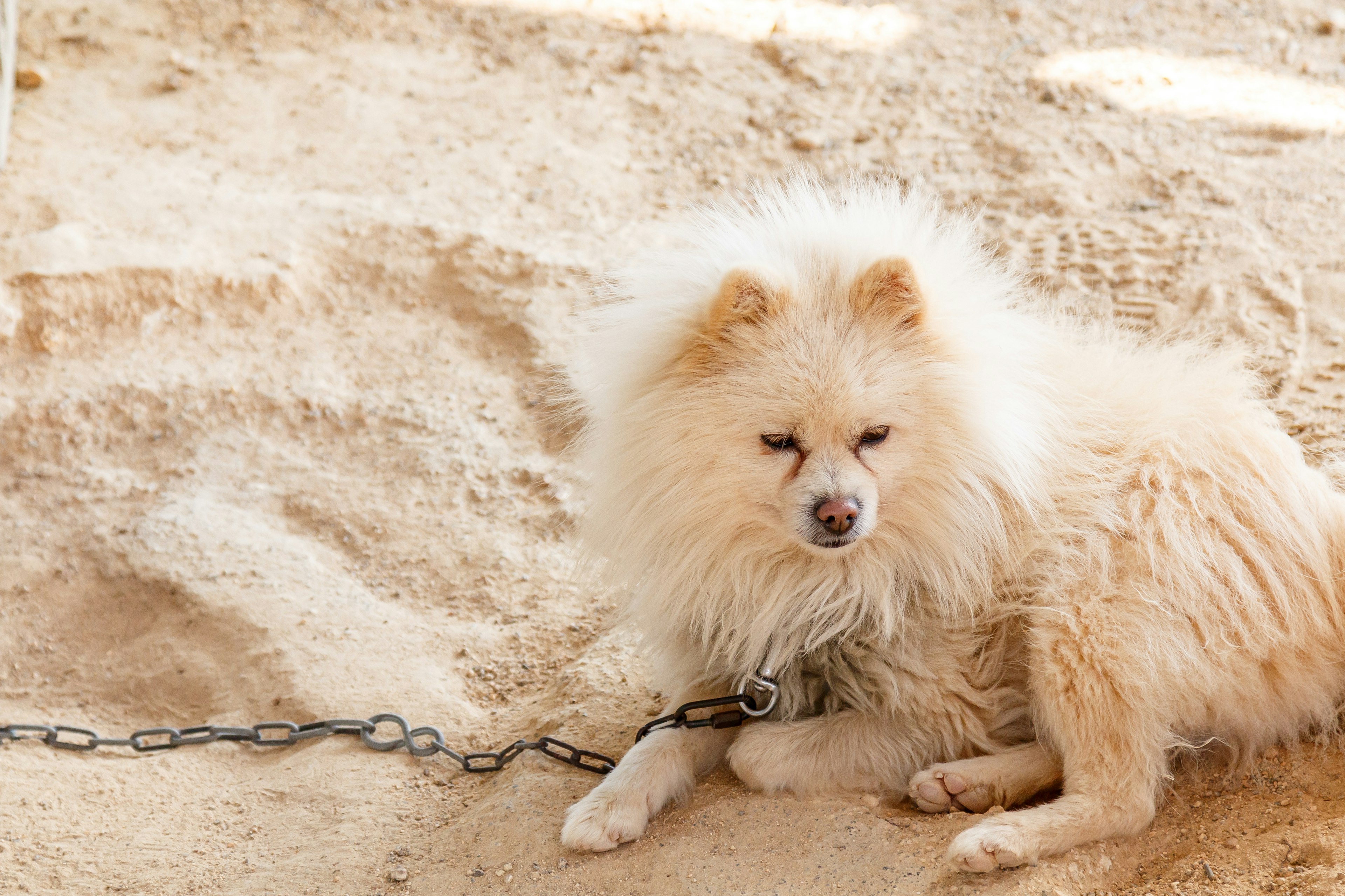 Un chien Pomeranien blanc couché sur le sol sablonneux attaché à une chaîne