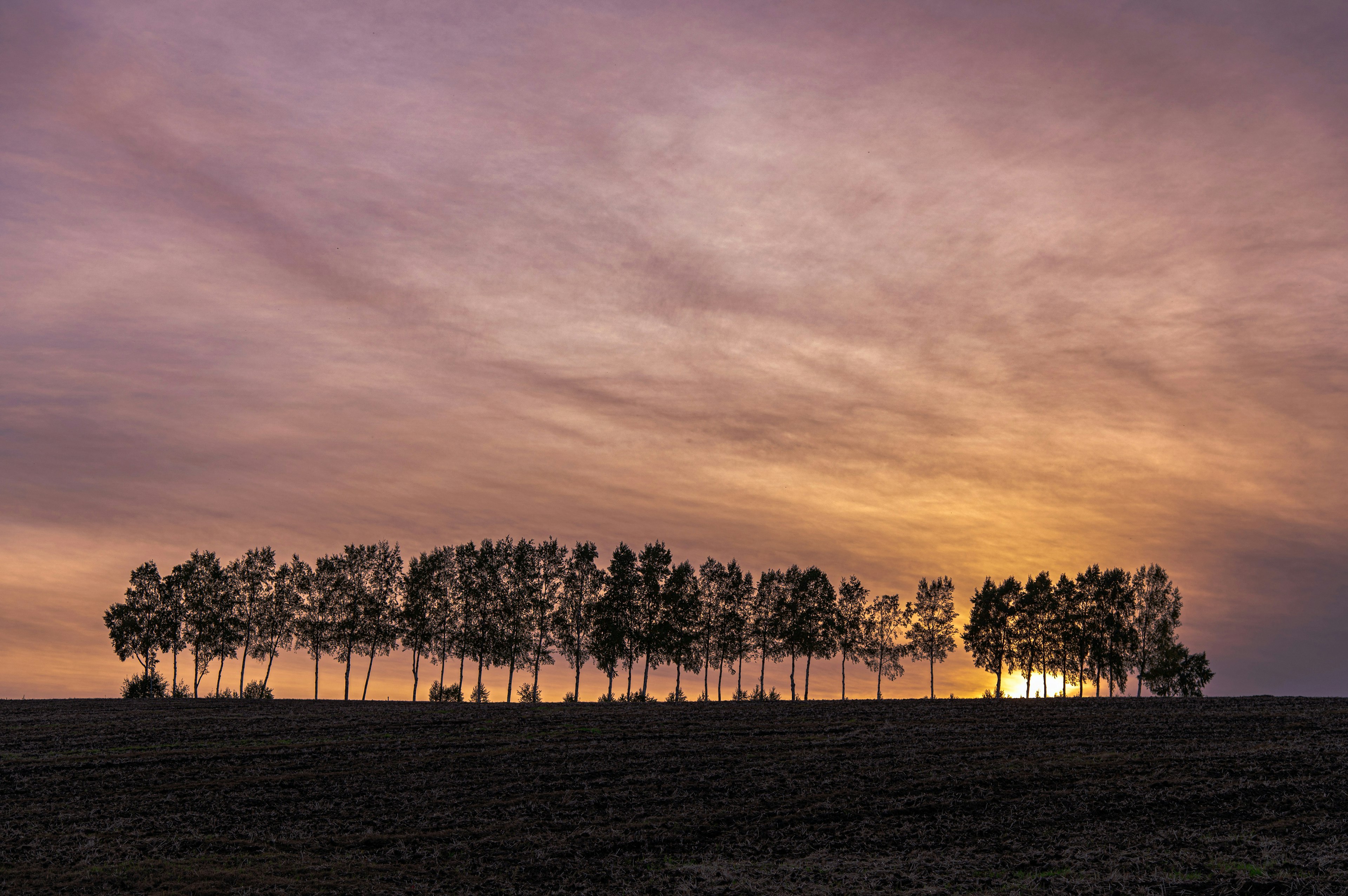 Fila di alberi in silhouette contro un cielo al tramonto