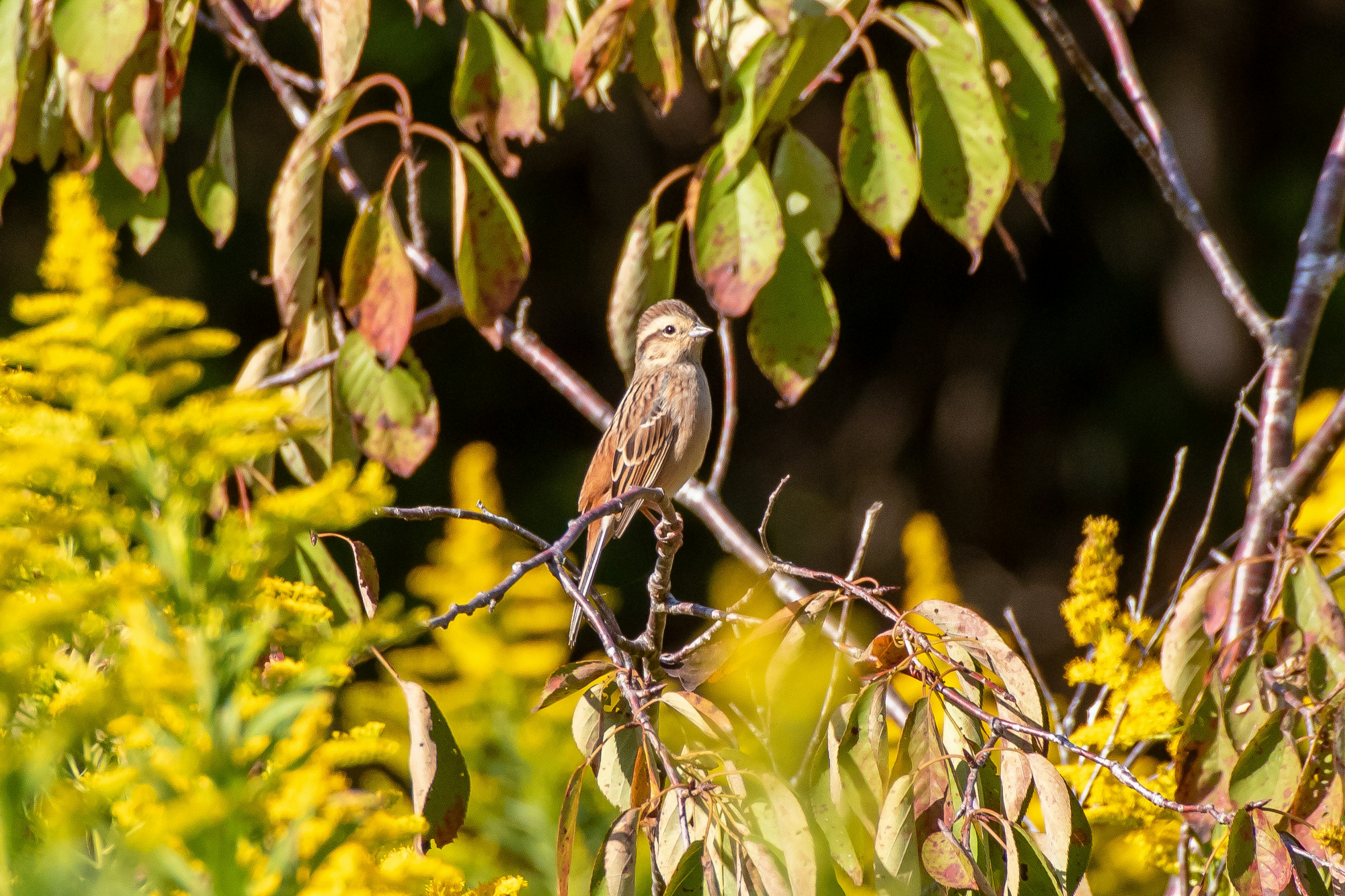 Un petit oiseau perché sur une branche entouré de fleurs jaunes et de feuilles vertes