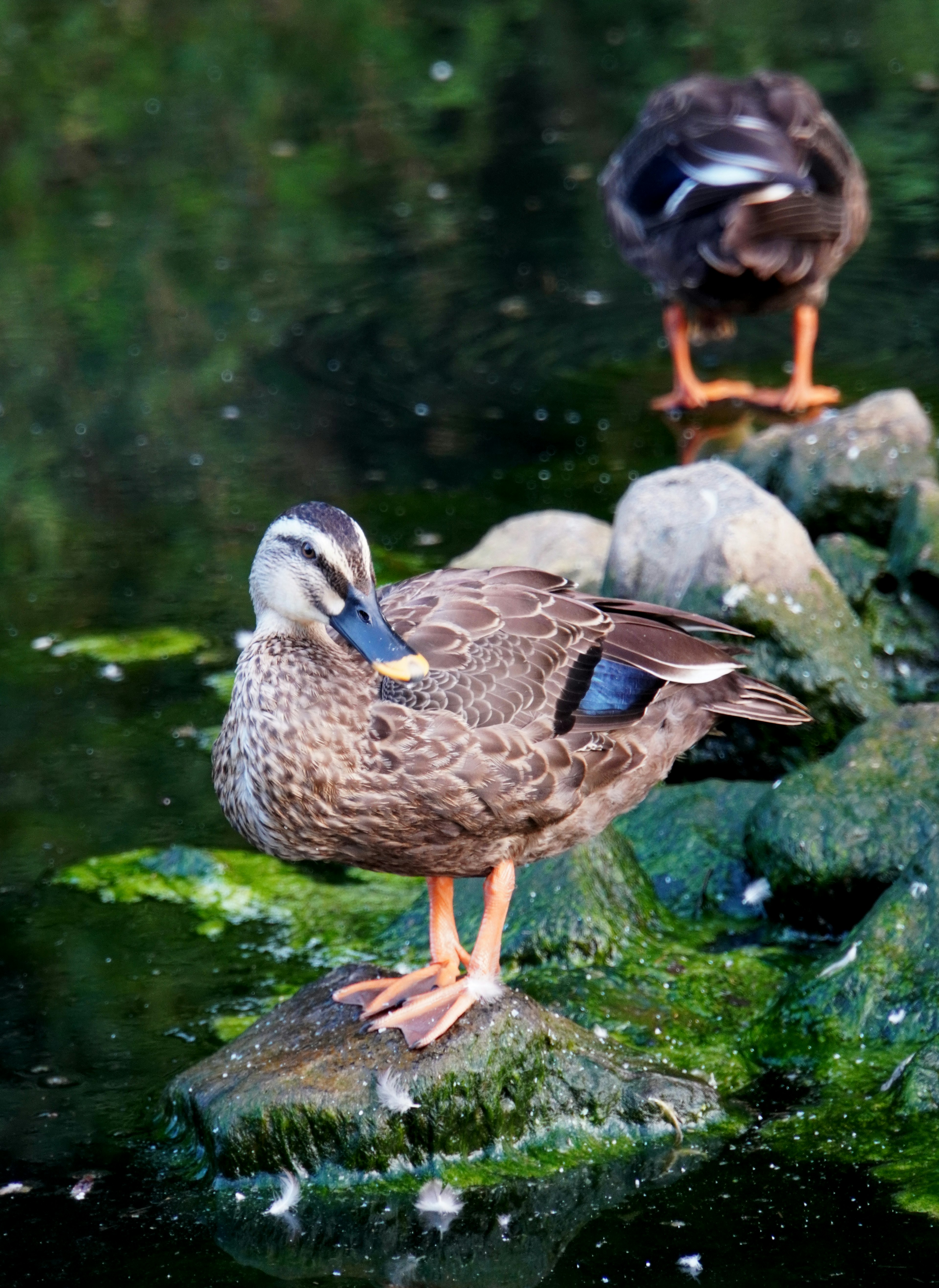 Female duck standing on a rock by the water with another duck in the background