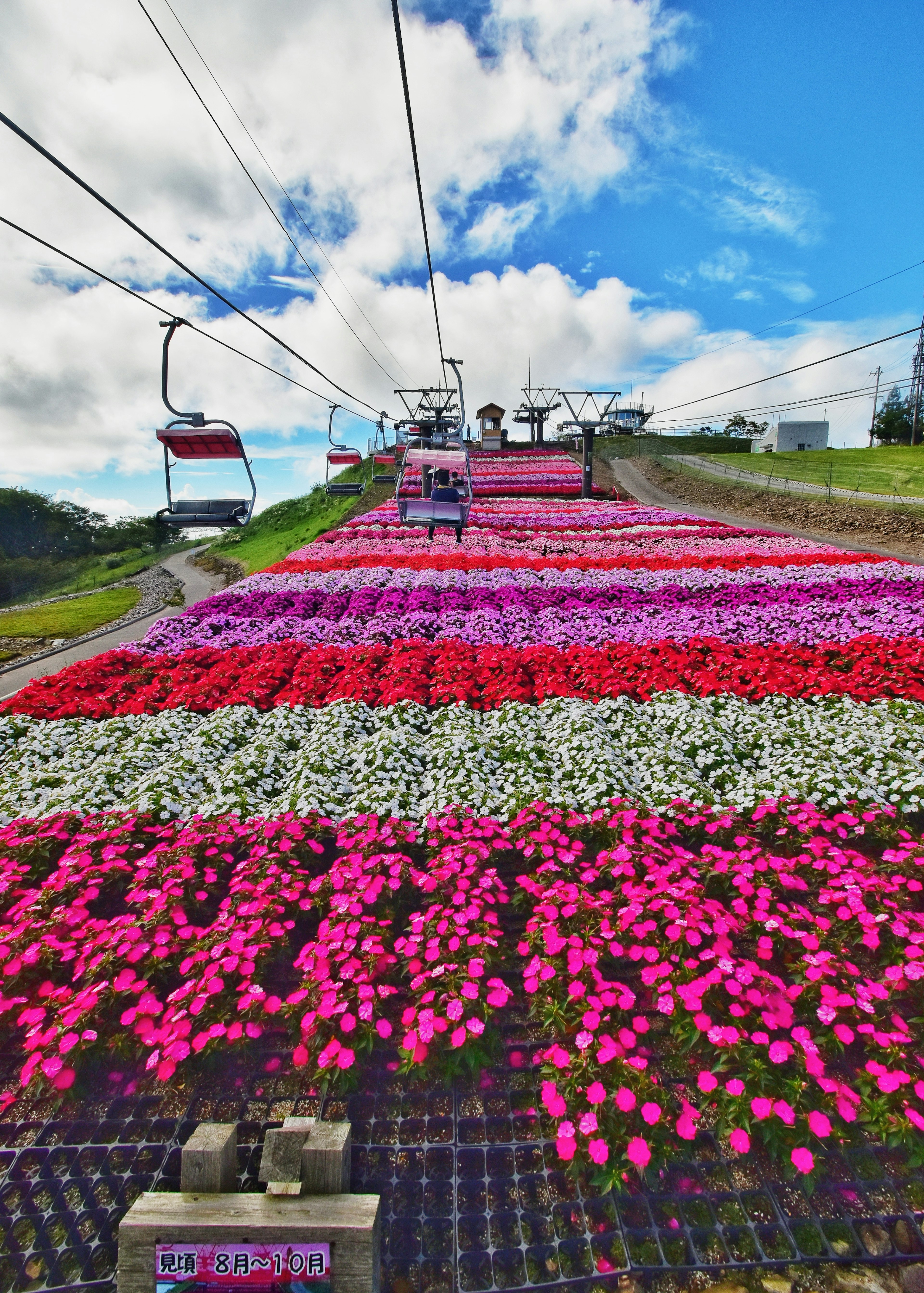 Campo de flores vibrantes con un teleférico al fondo