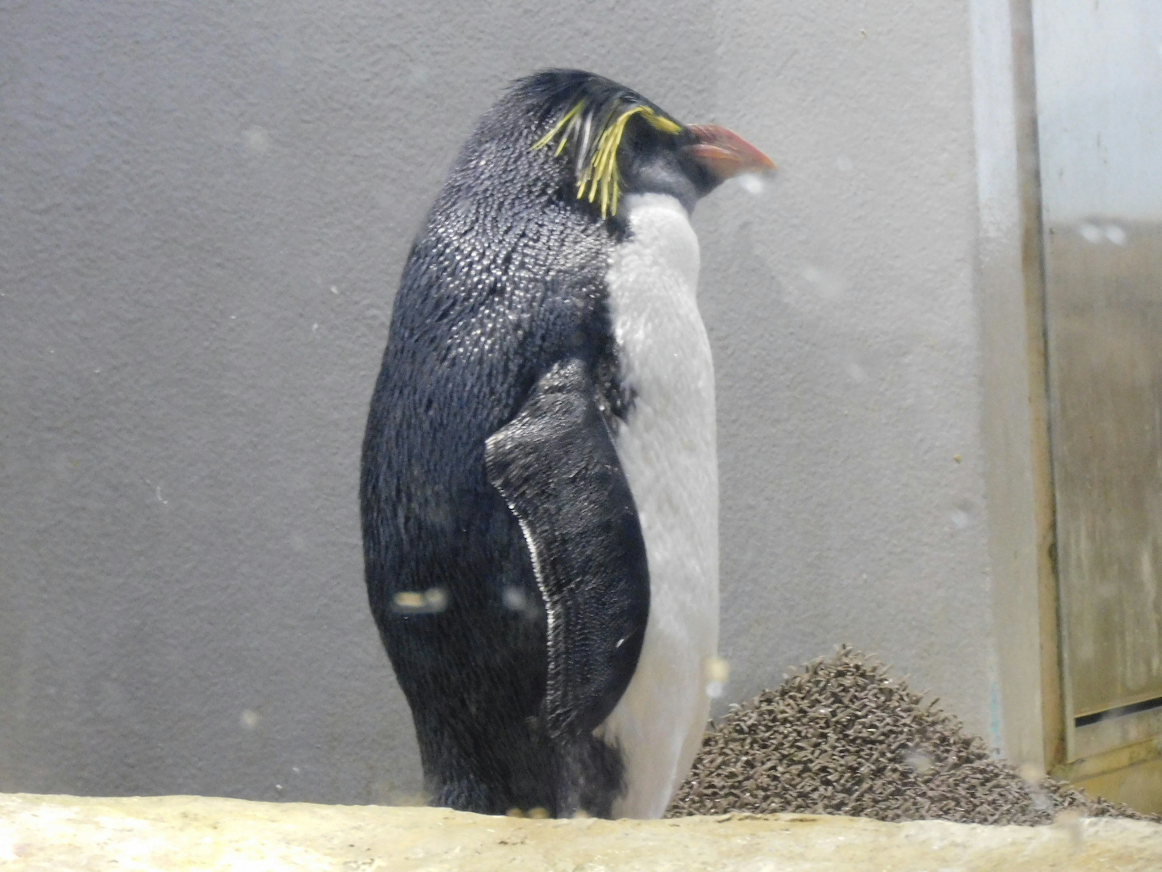 Side profile of a penguin black and white feathers yellow crest streamlined body