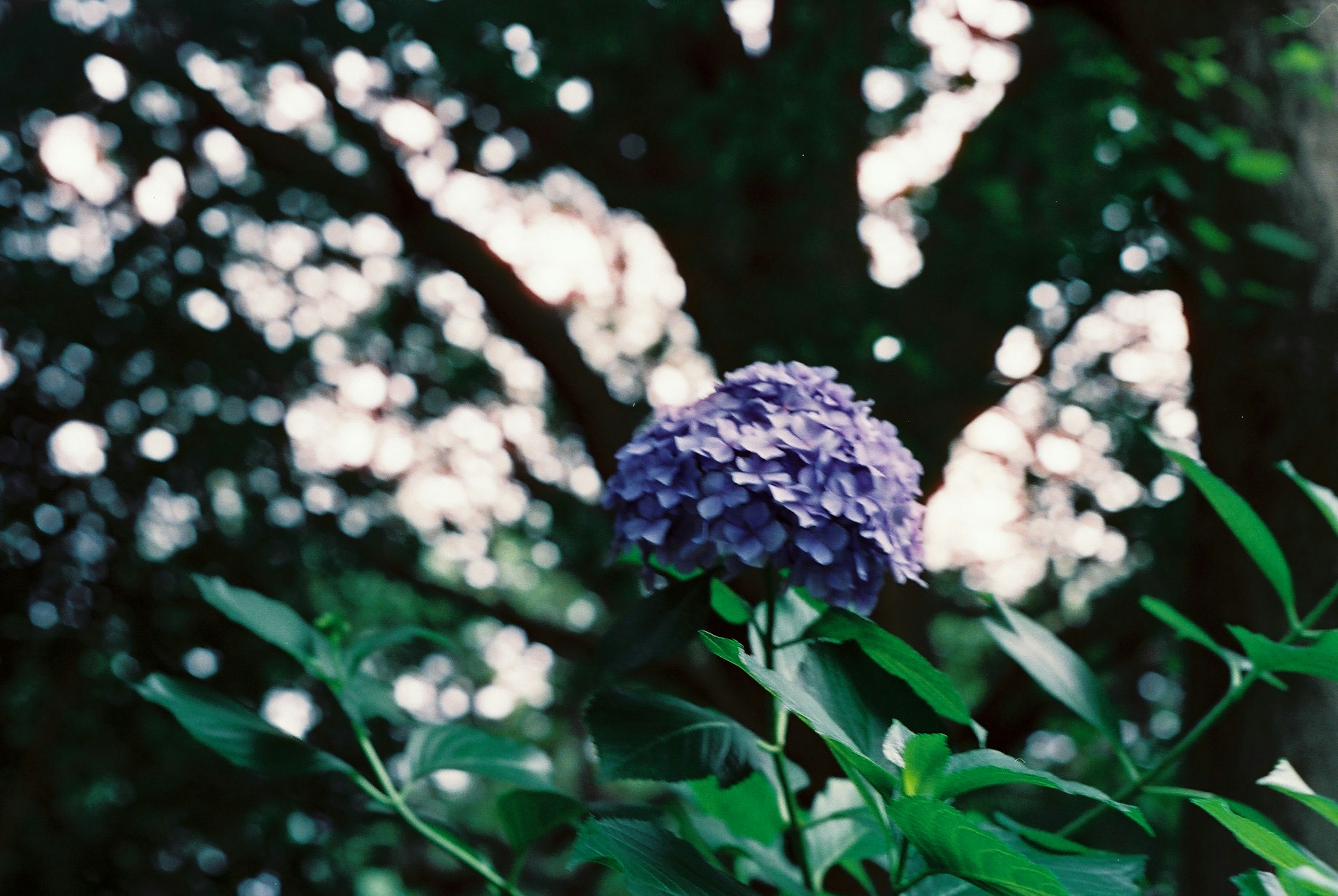 Fleur violette entourée de feuilles vertes avec un arrière-plan flou