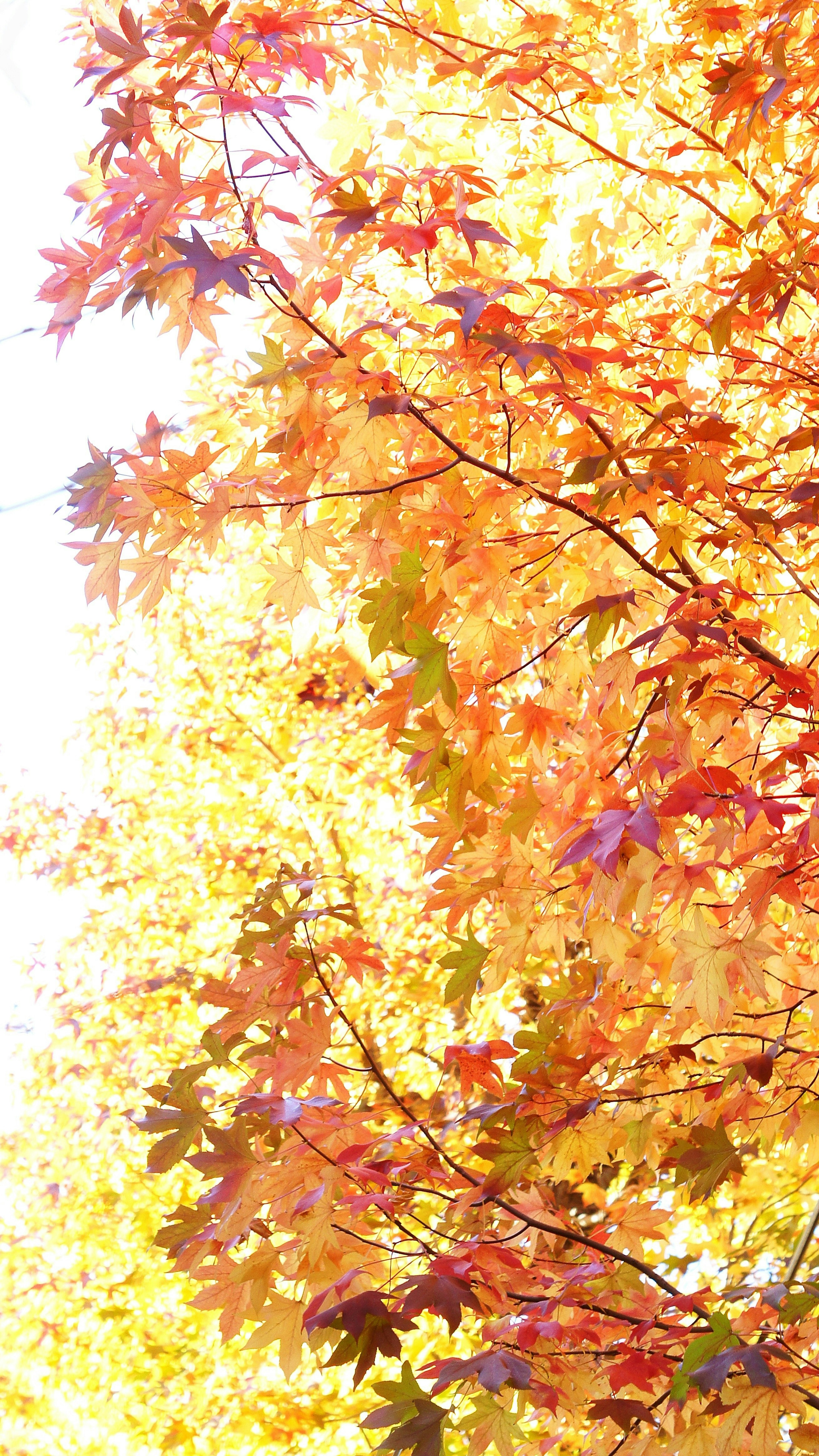 Hojas de otoño vibrantes que pasan a tonos dorados y rojos