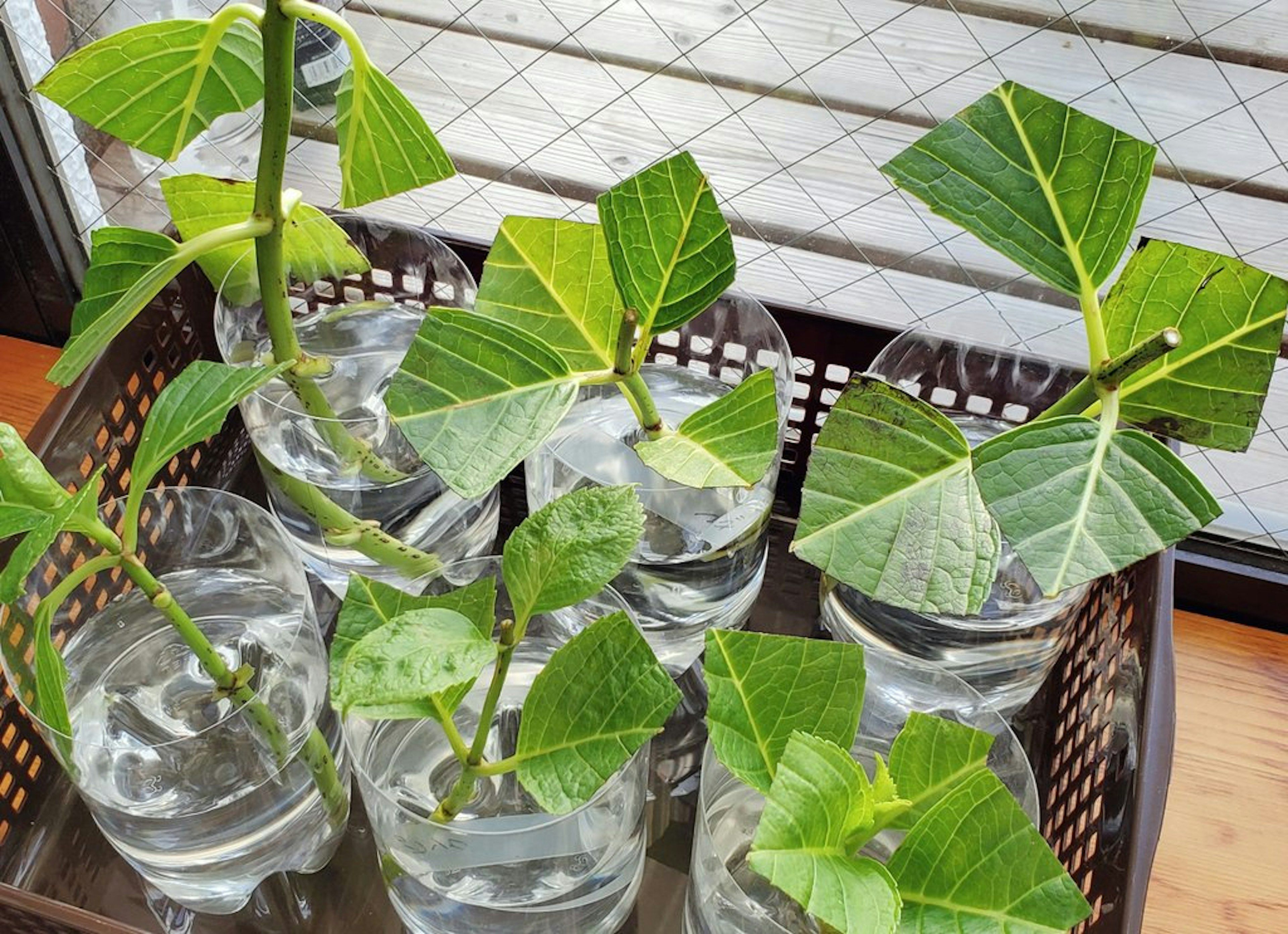 Ficus cuttings submerged in water arranged in glasses