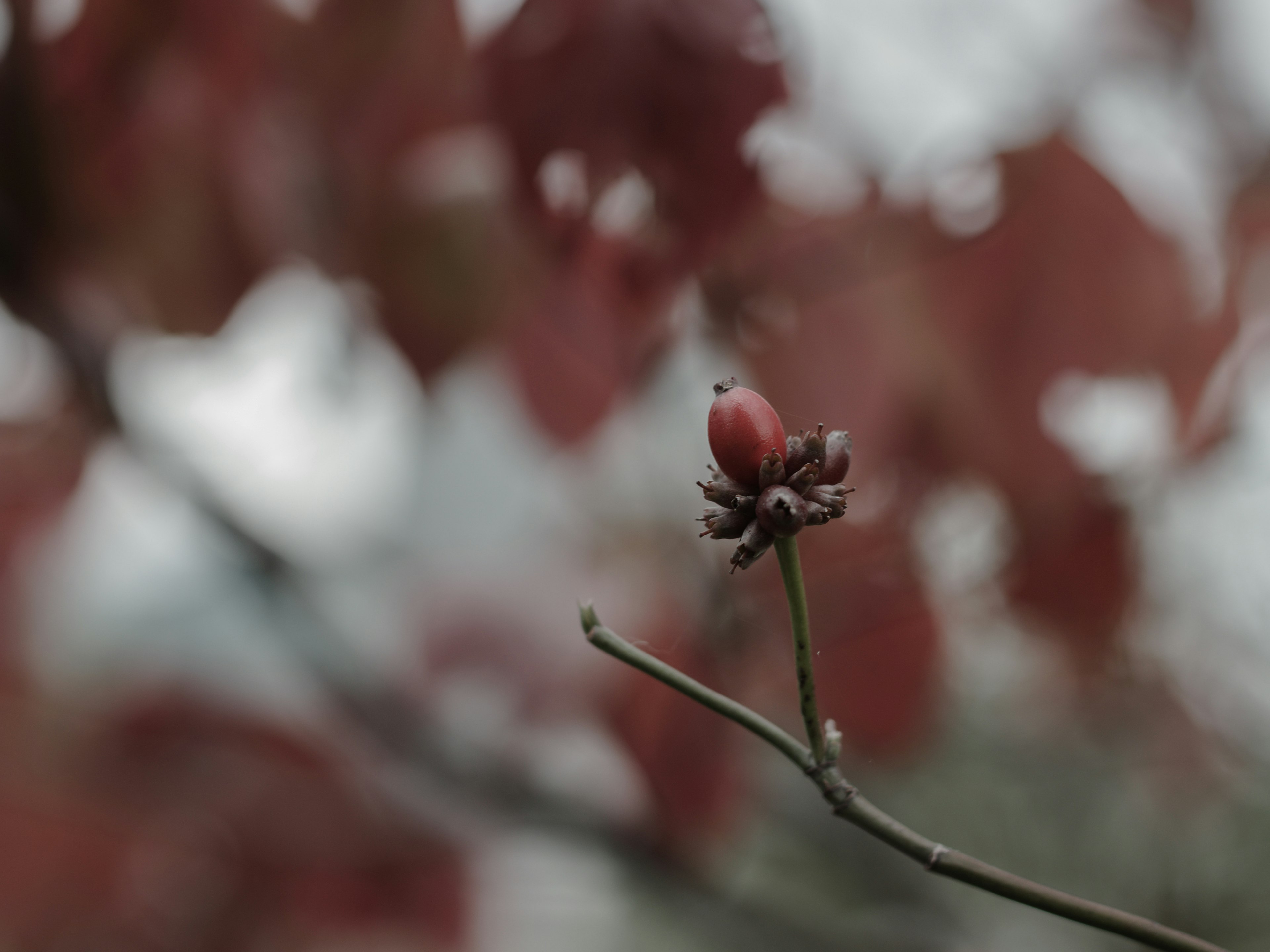 Rote Frucht an einem Zweig mit verschwommenen Herbstblättern