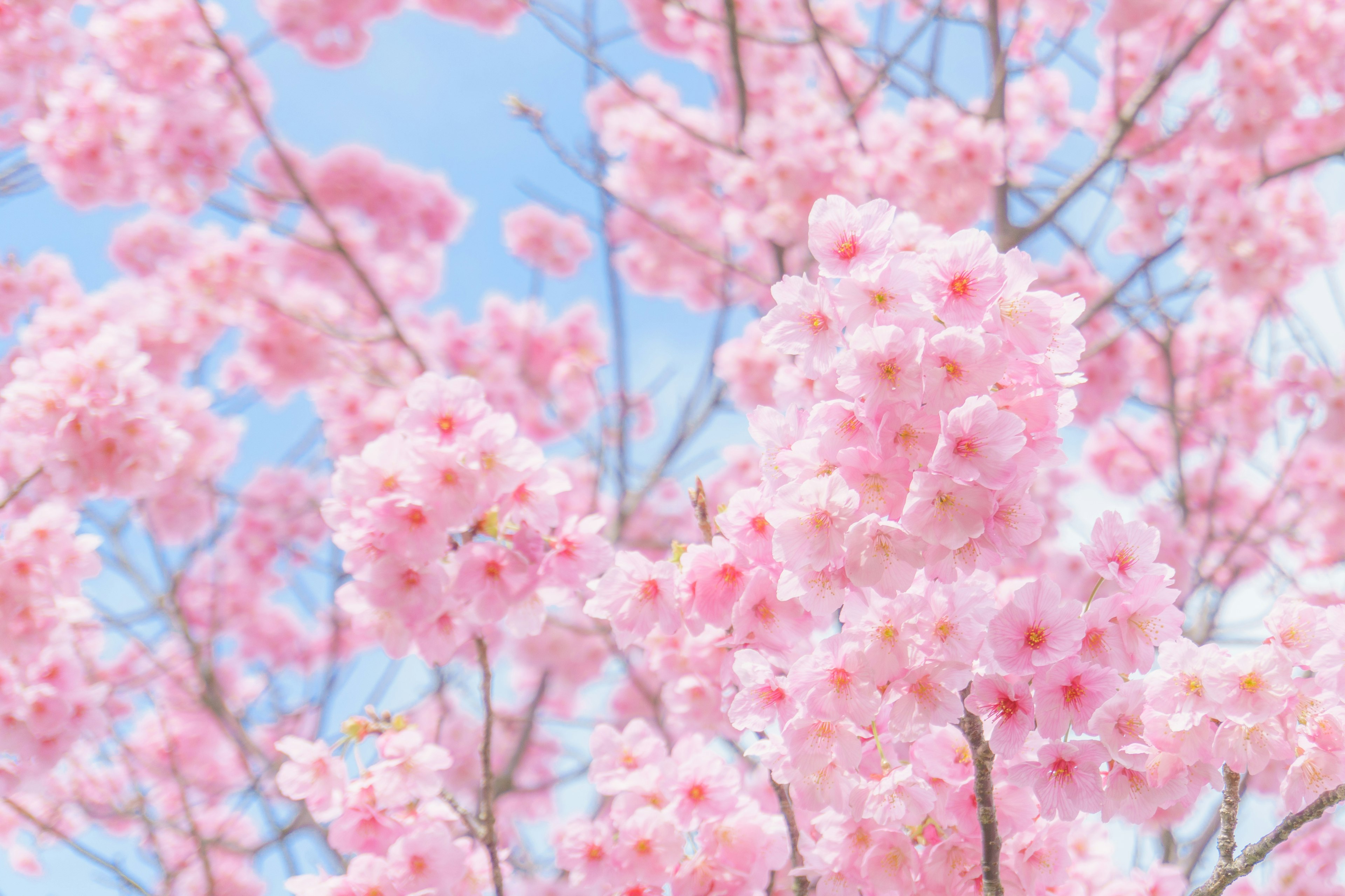 Bunga sakura merah muda di bawah langit biru