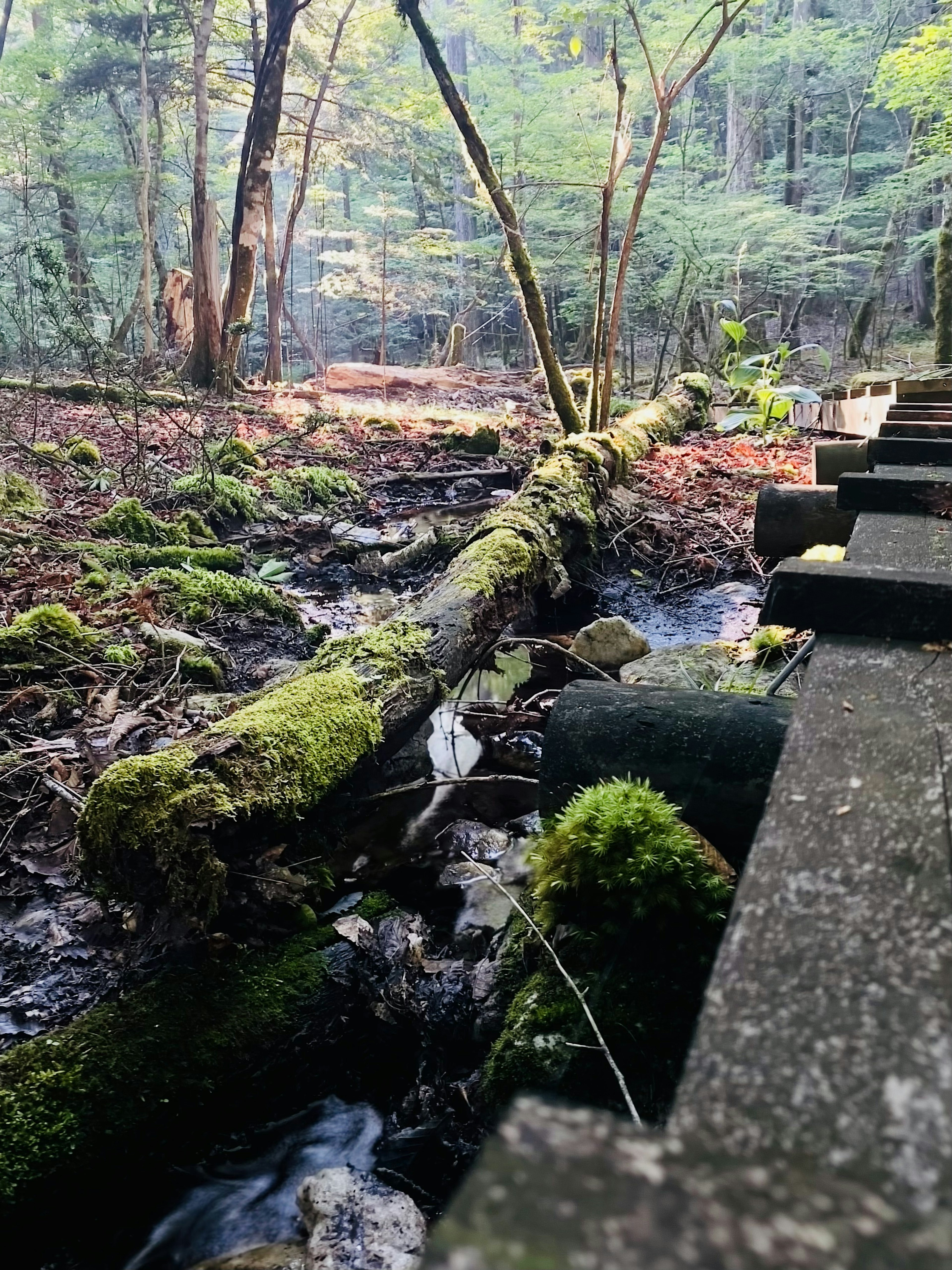 緑の苔が生えた丸太と小川のある森の風景