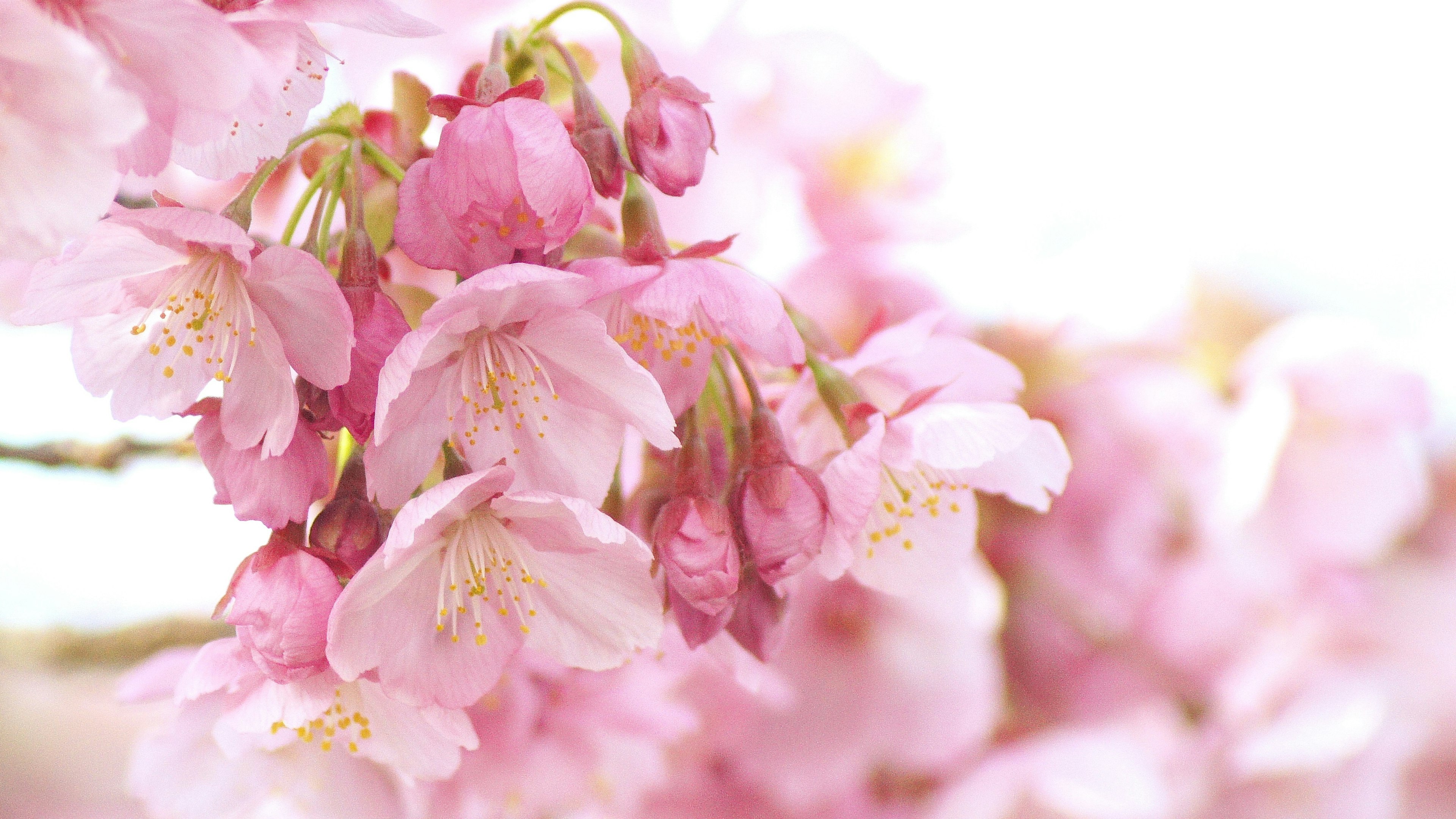 Acercamiento de hermosas flores de cerezo