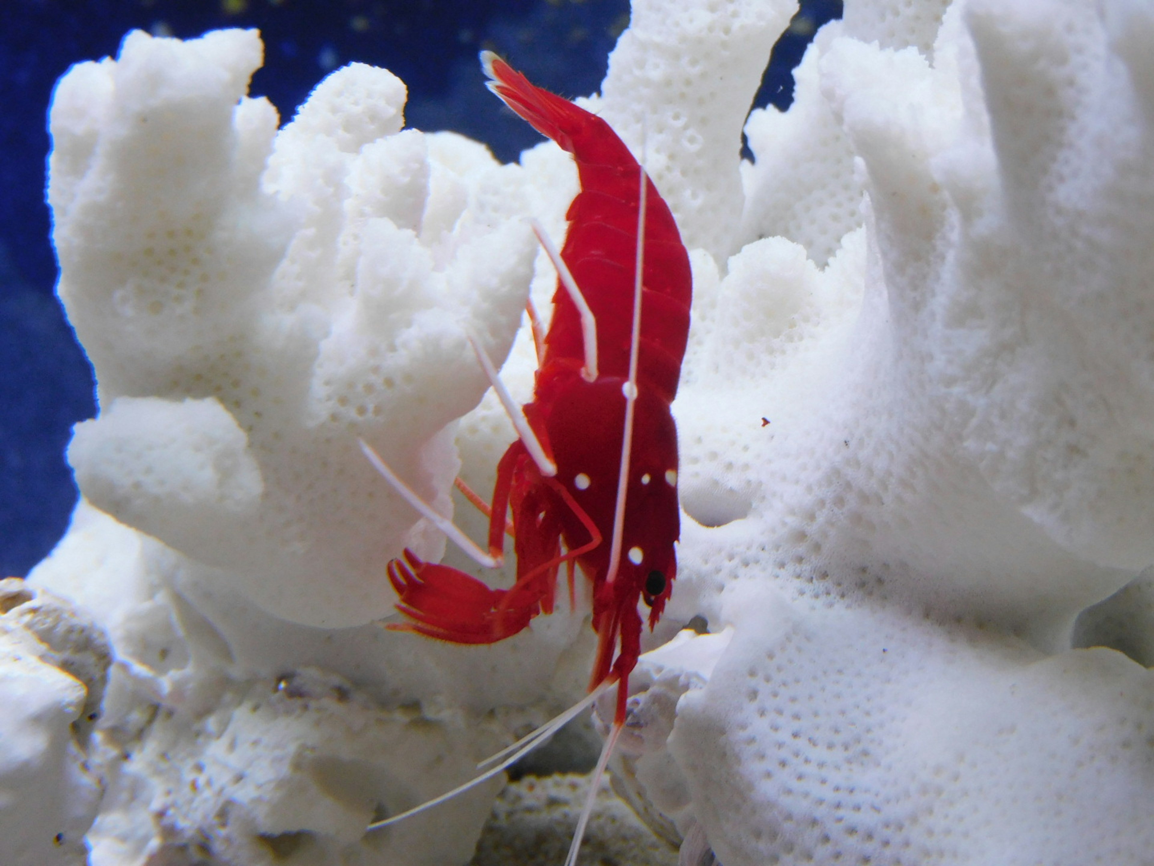 Red shrimp swimming among white coral