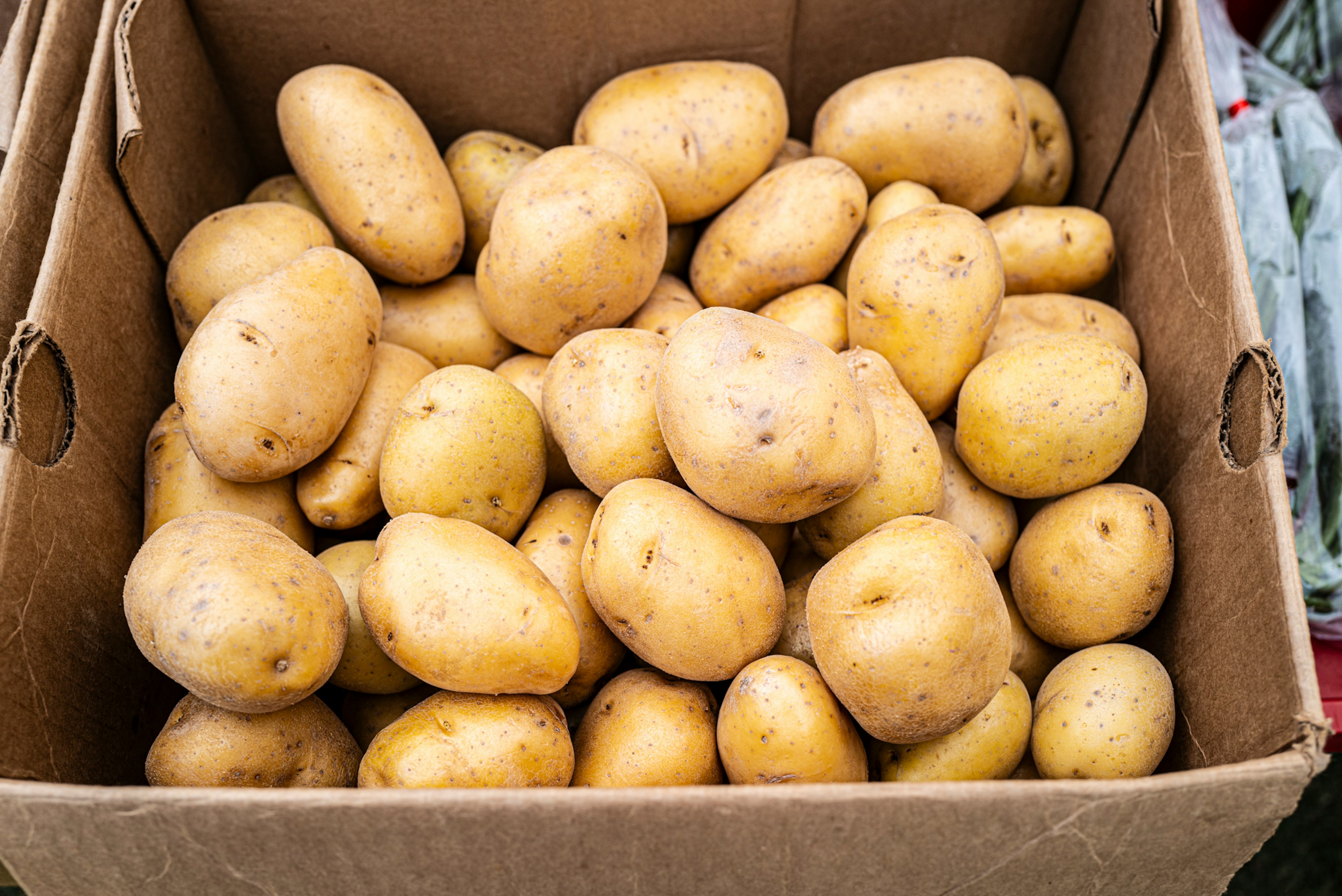 A cardboard box filled with numerous yellow potatoes