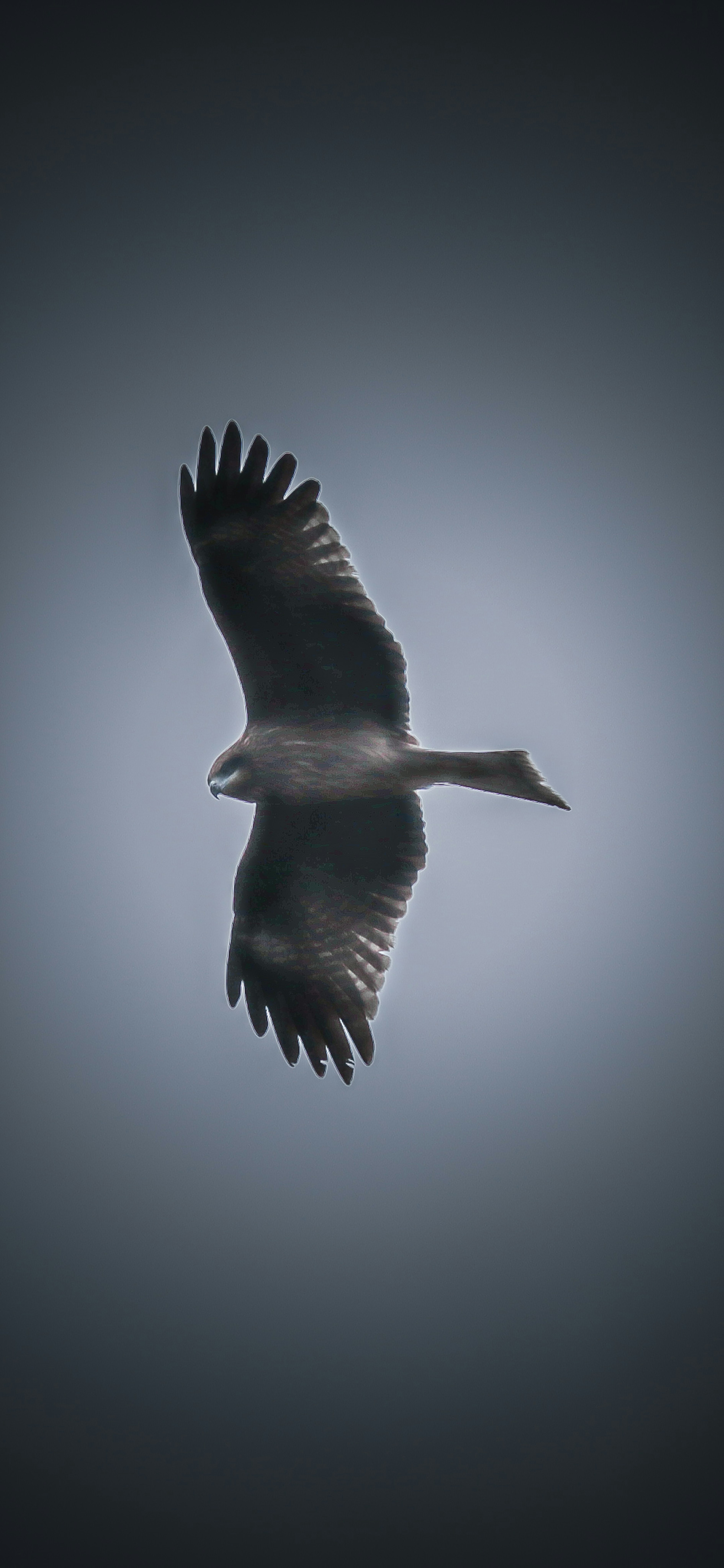 Silueta de un pájaro volando en el cielo