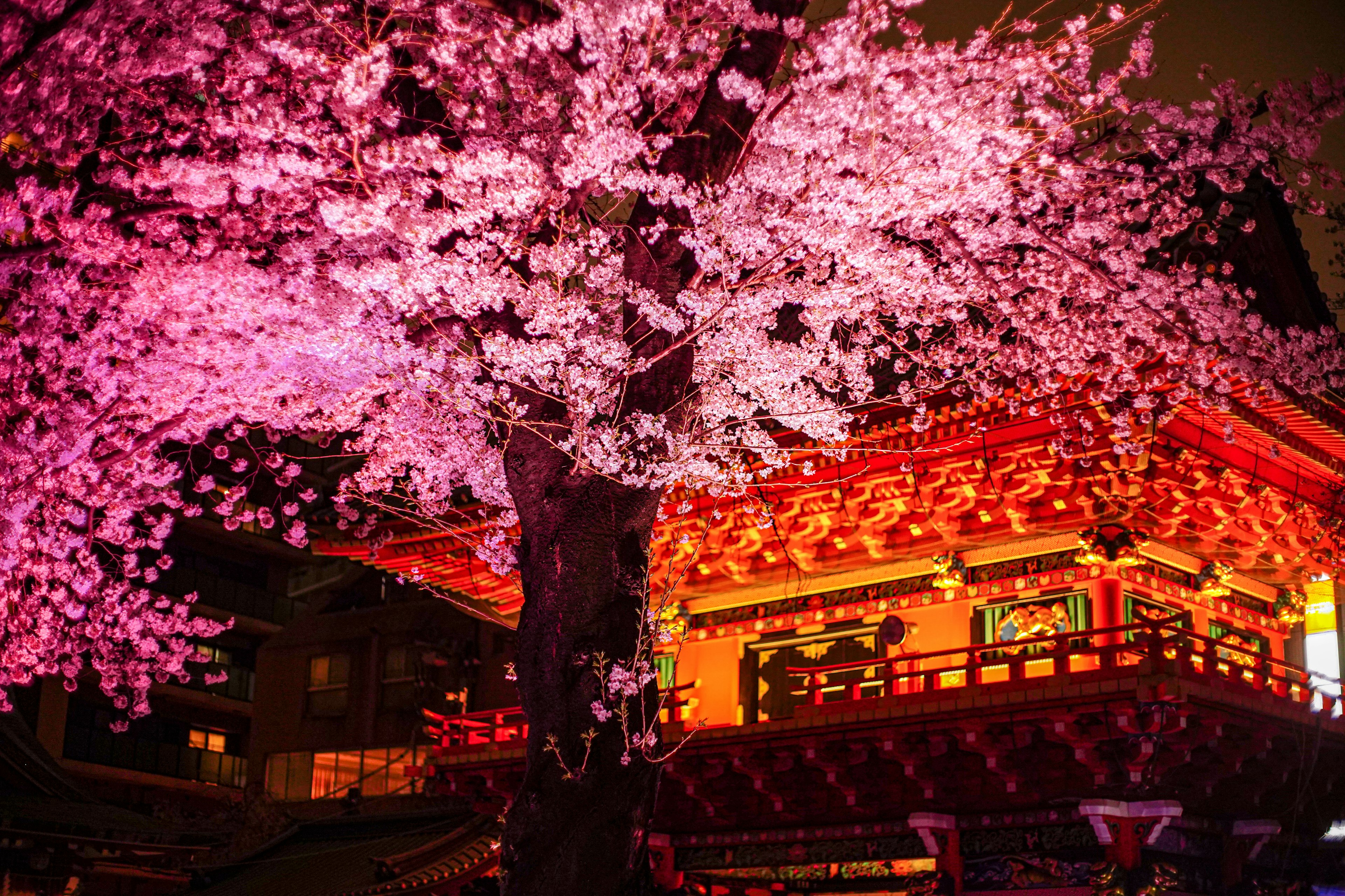 夜桜と赤い建物の美しいコントラスト