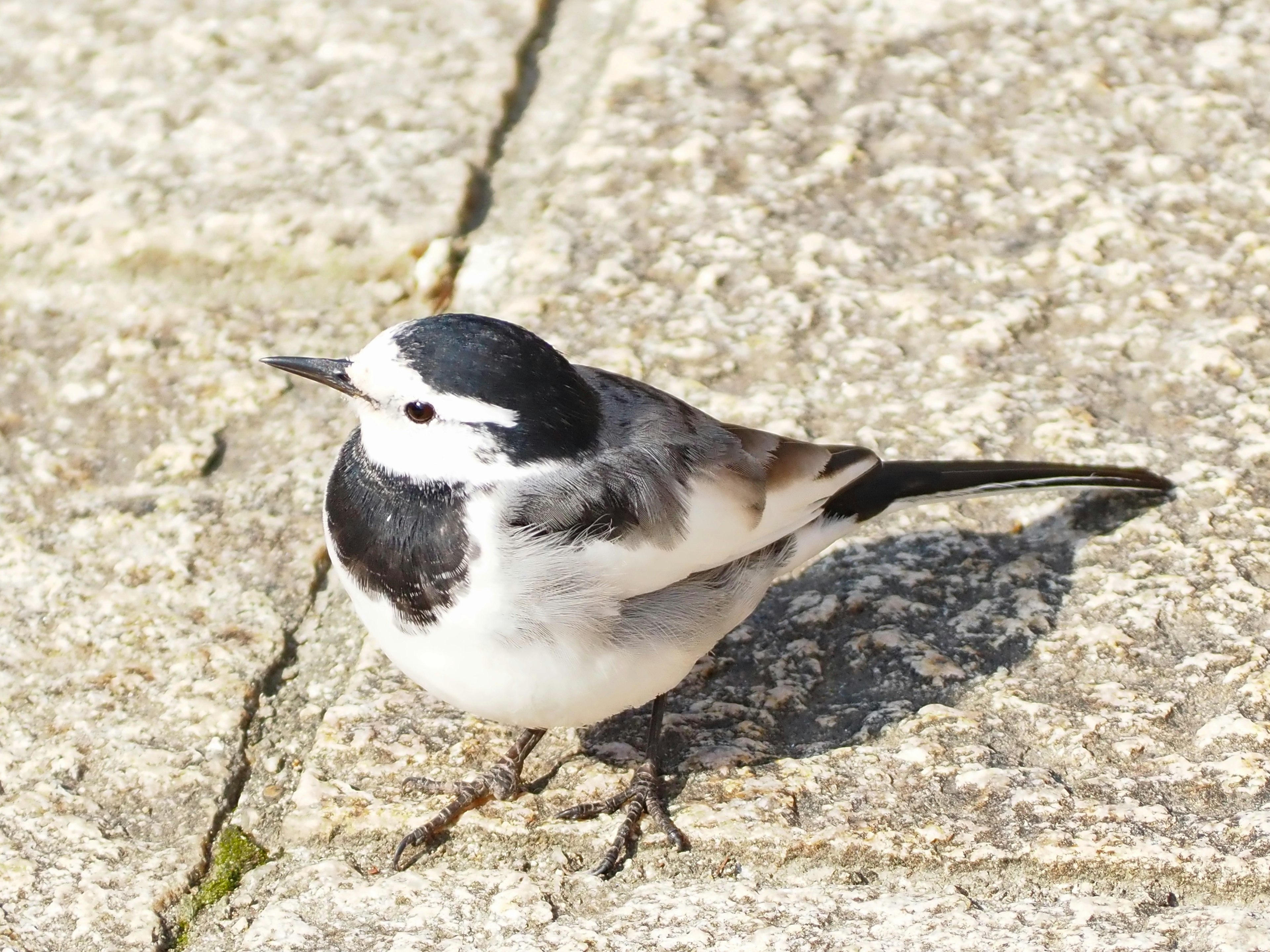 Un uccello bianco e nero in piedi su un sentiero di pietra