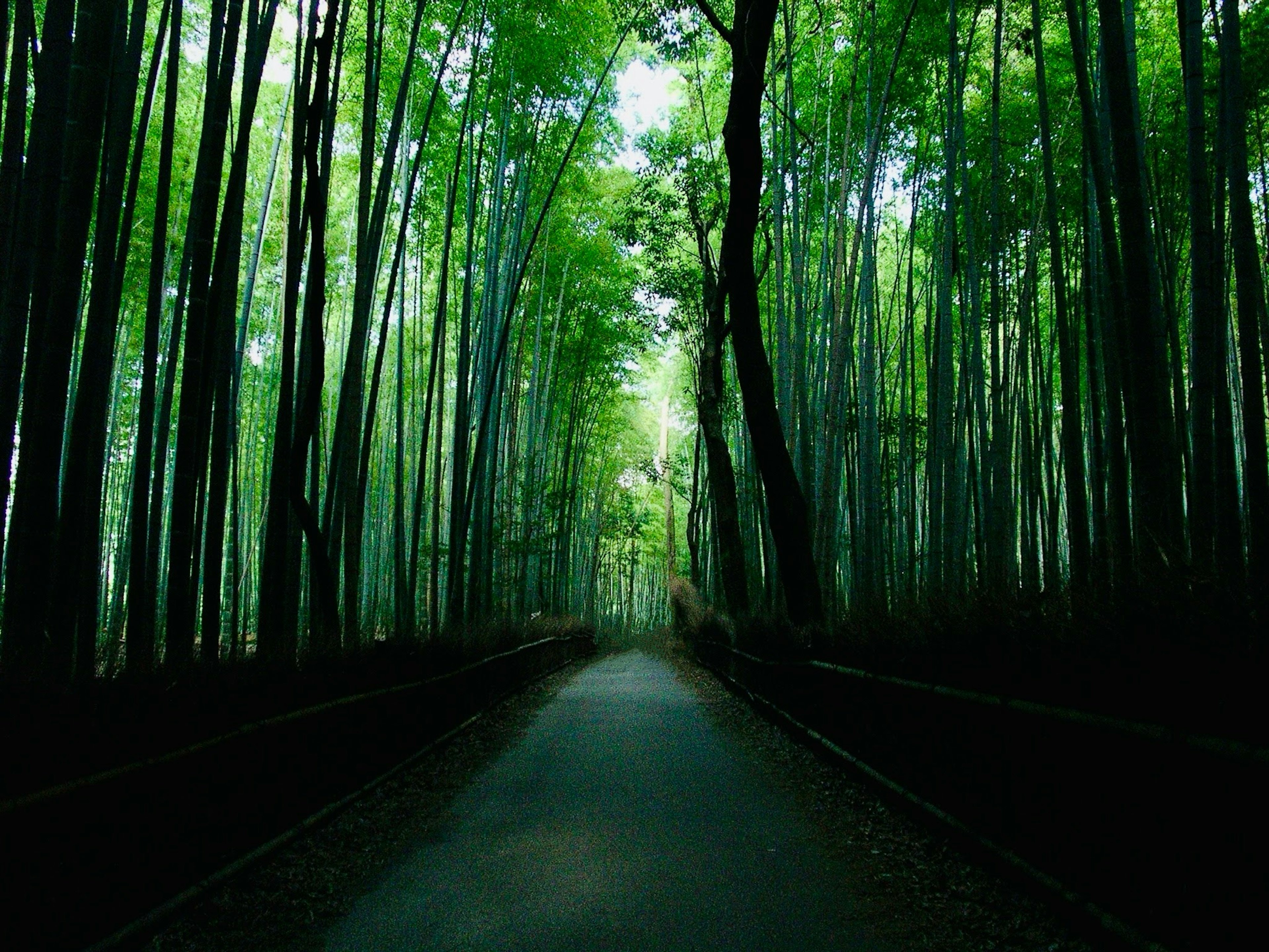 Un chemin serein entouré d'arbres verts luxuriants