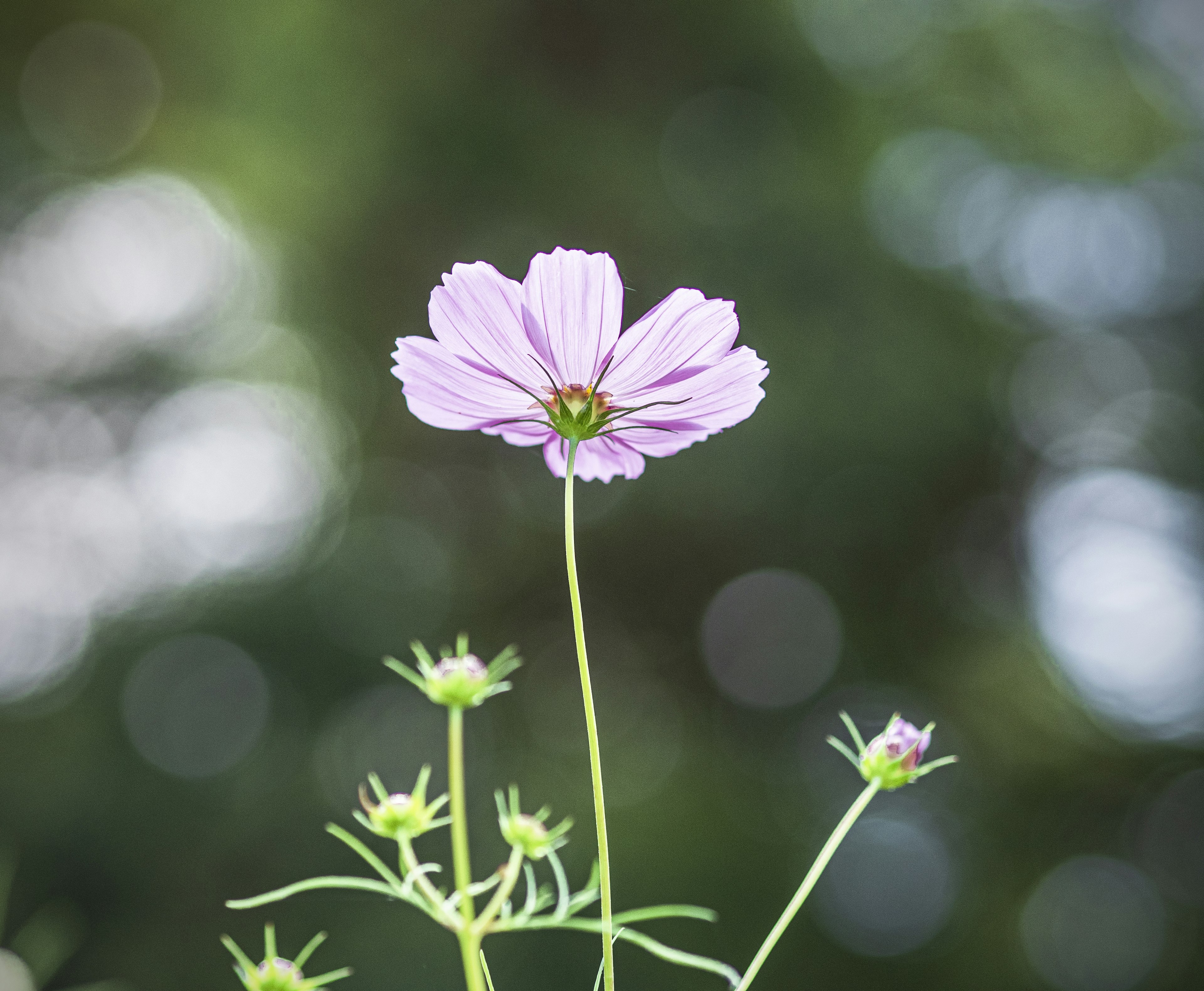 A light purple flower stands tall on a stem with a blurred background