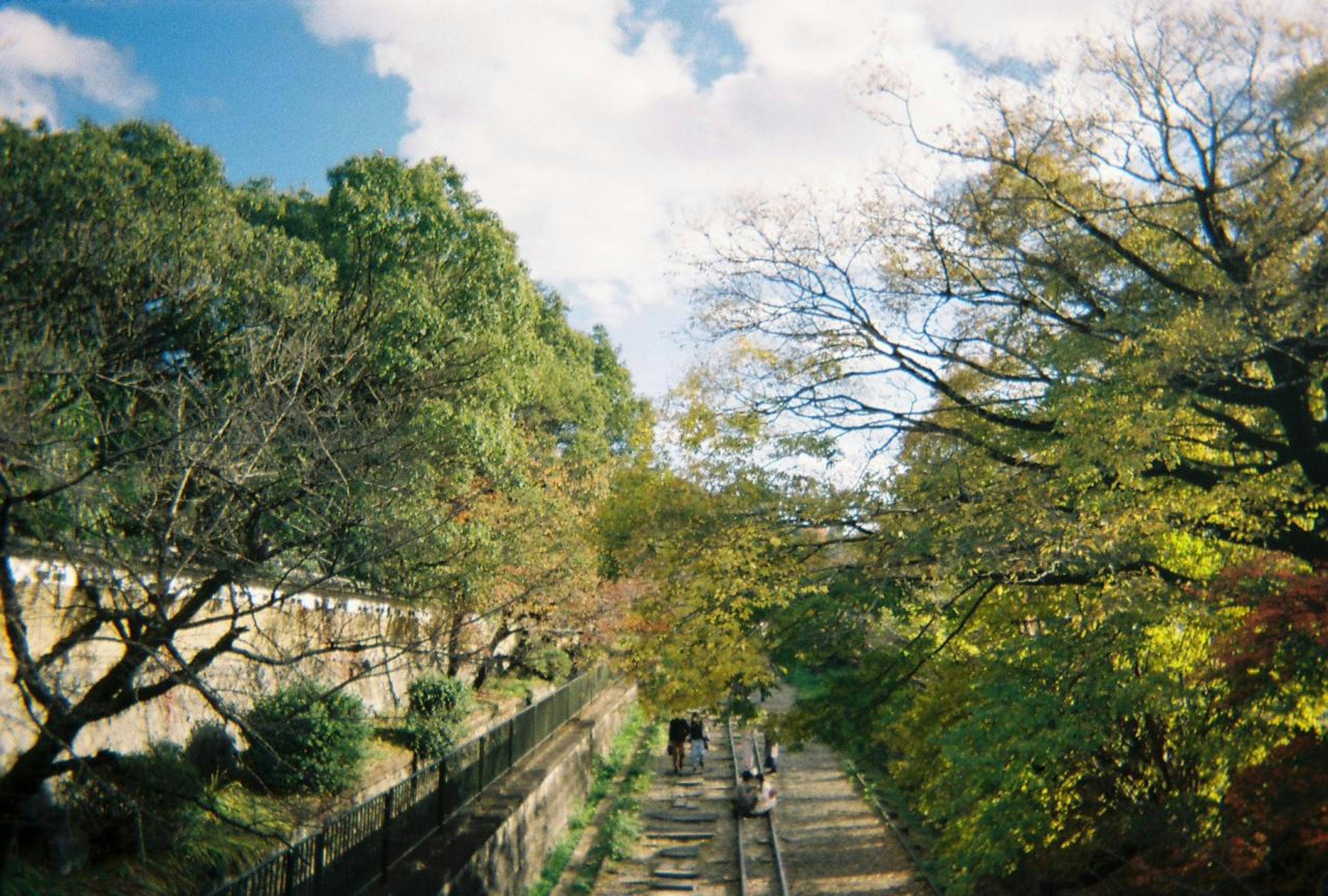 緑と黄の葉が印象的な公園の風景　散歩する人々が見える