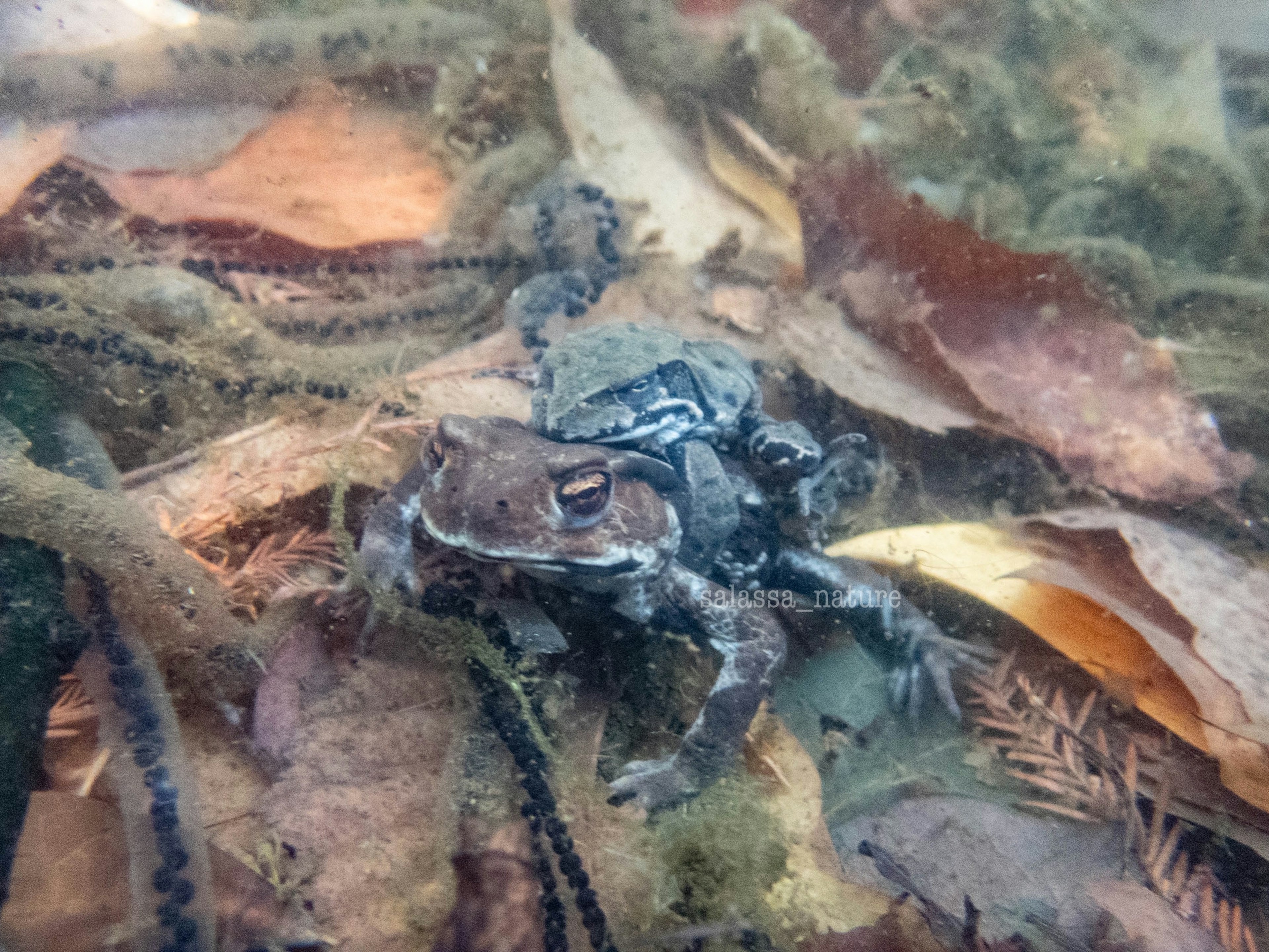 Image d'une grenouille reposant sur des feuilles sous l'eau