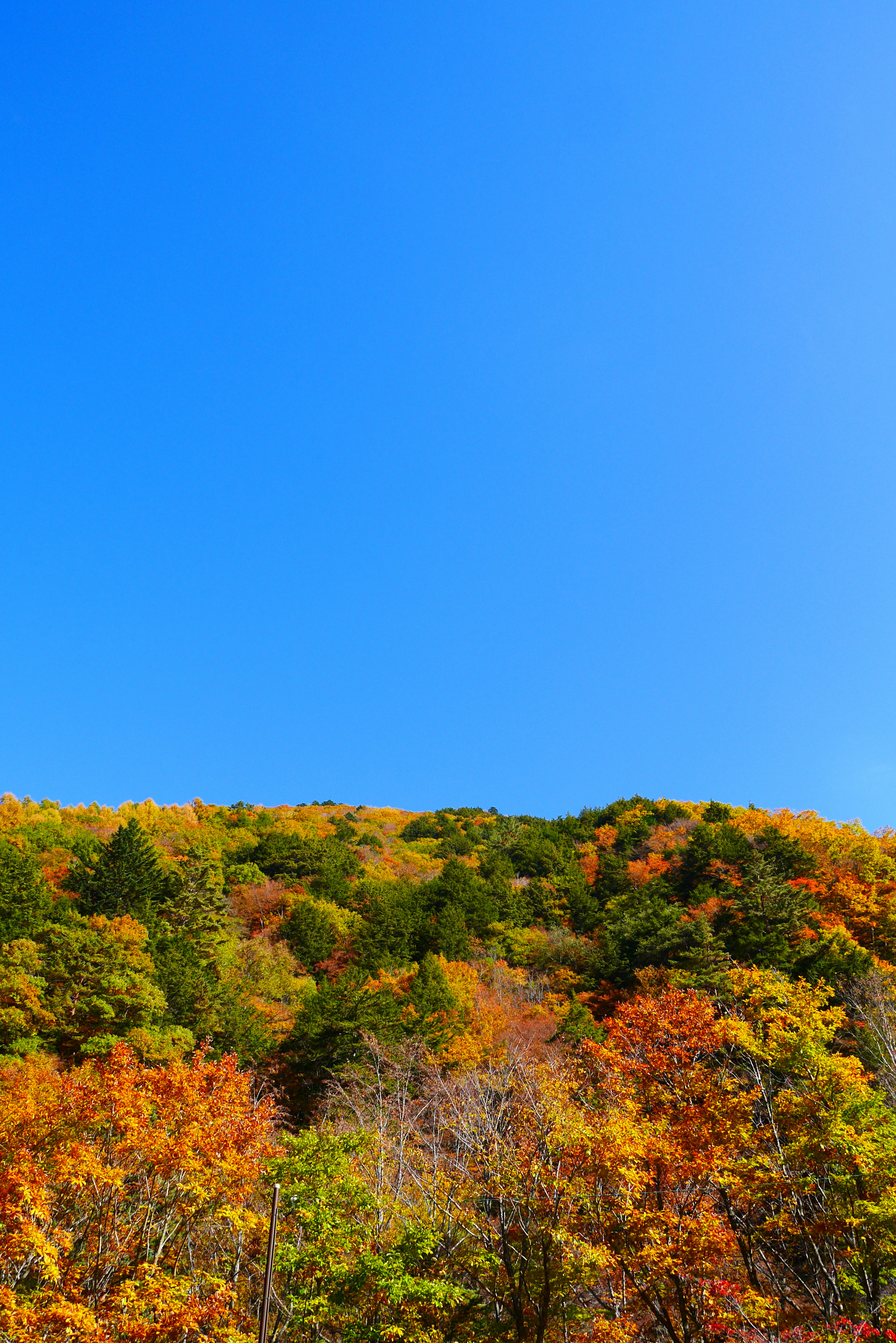 Vibrant autumn foliage on a hill with a clear blue sky