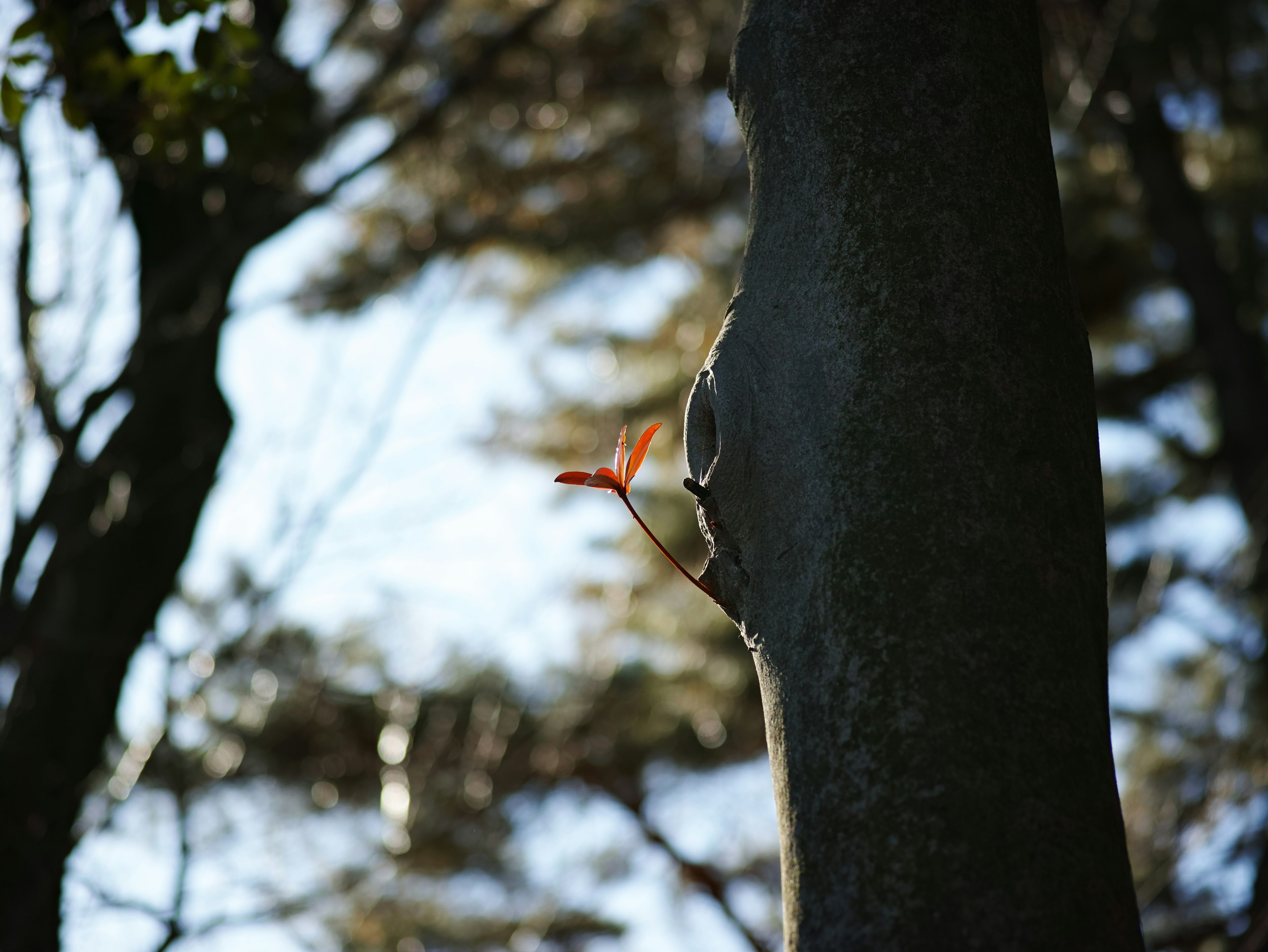 New leaf emerging from tree trunk with blurred trees in the background