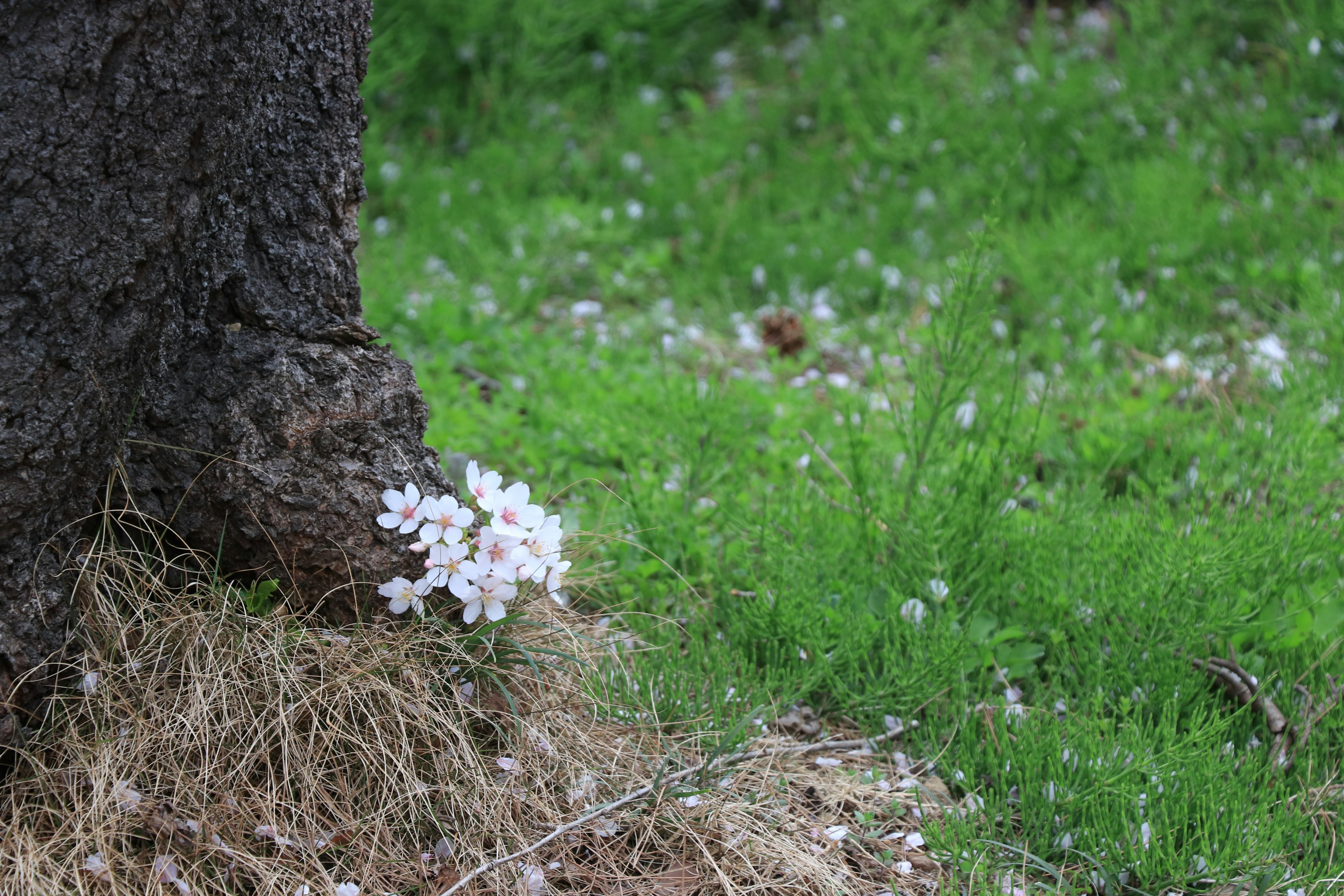 木の根元に咲く白い花と緑の草地