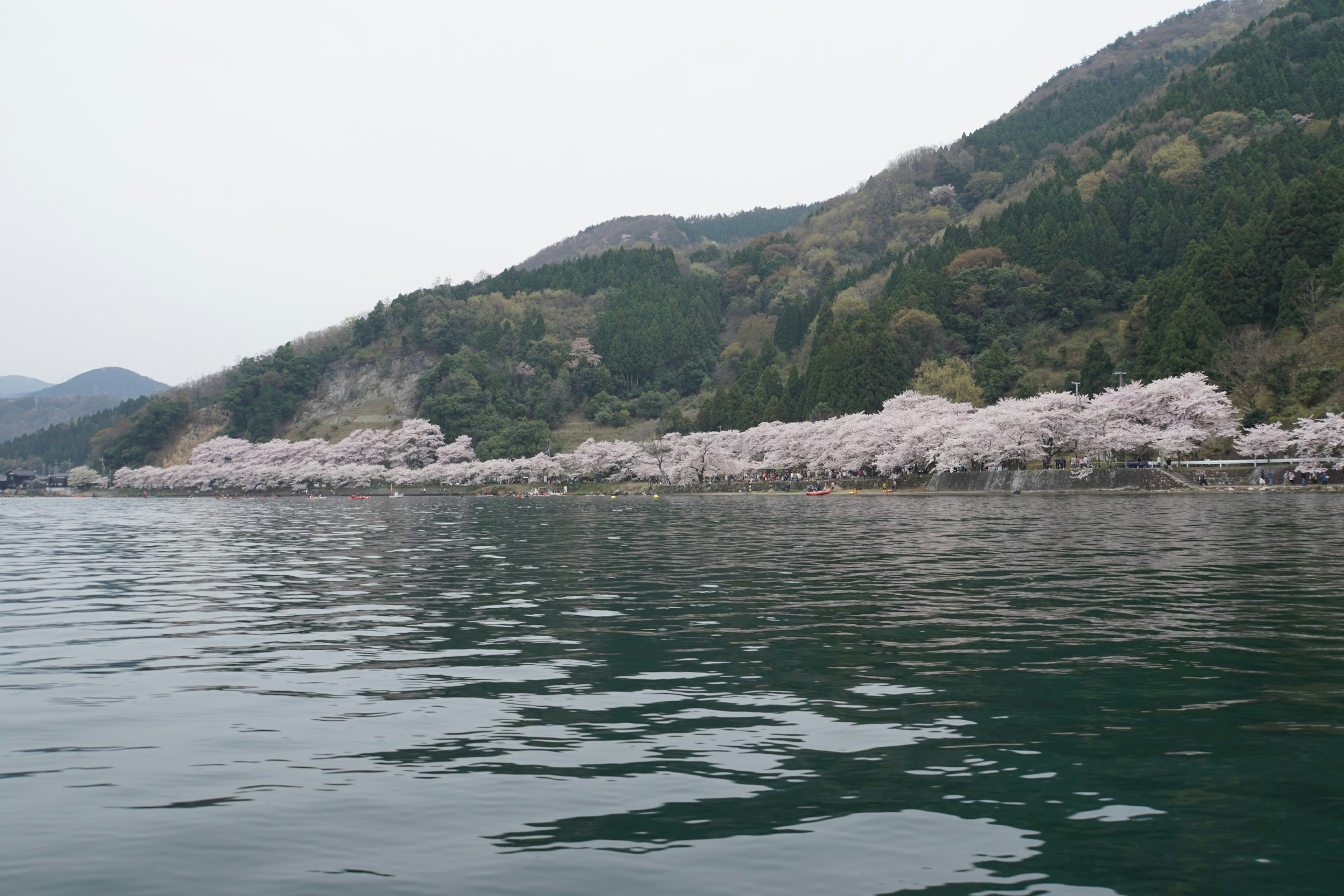 水面に映る桜の木々と山々の風景