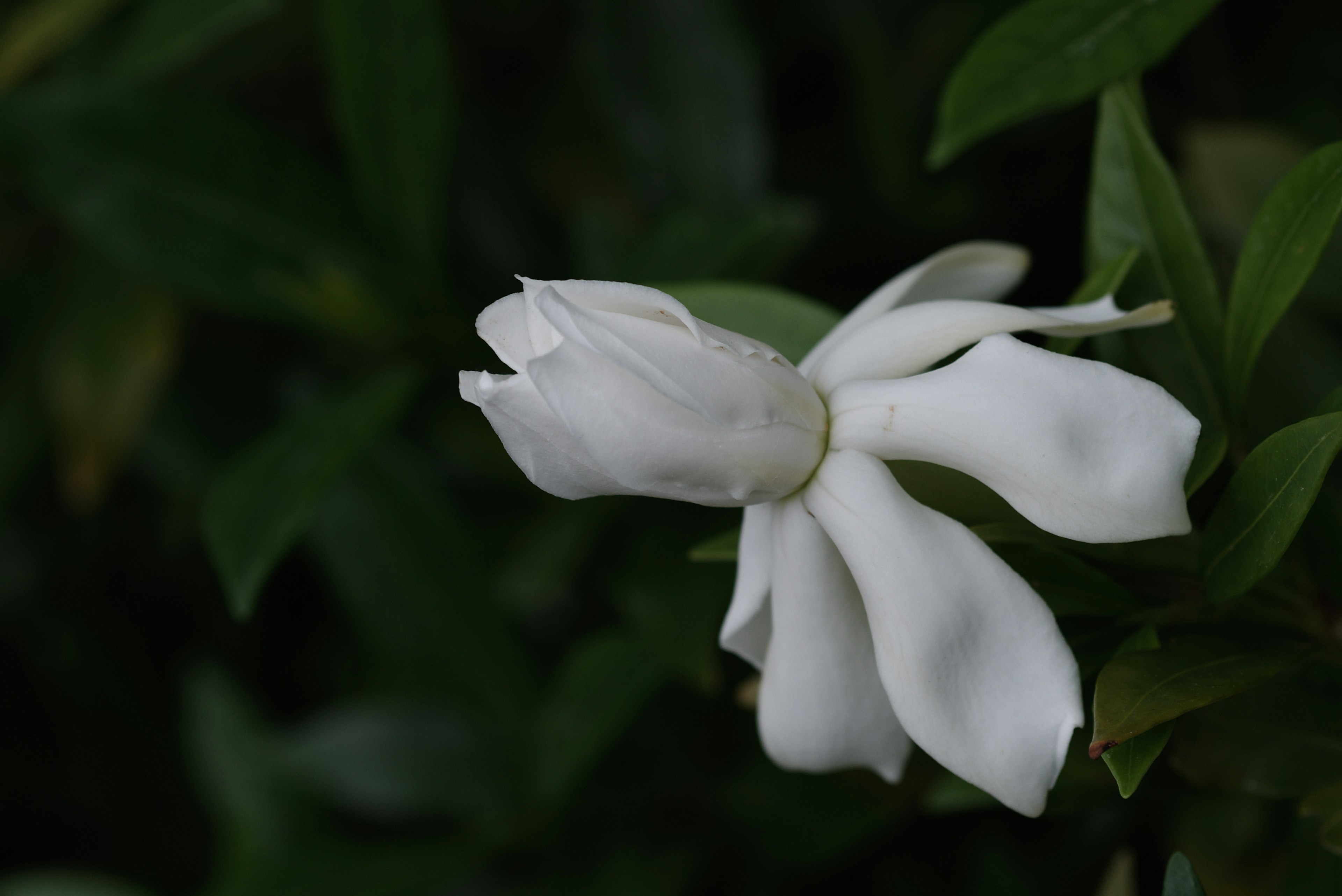 Eine weiße Jasminblüte blüht zwischen grünen Blättern