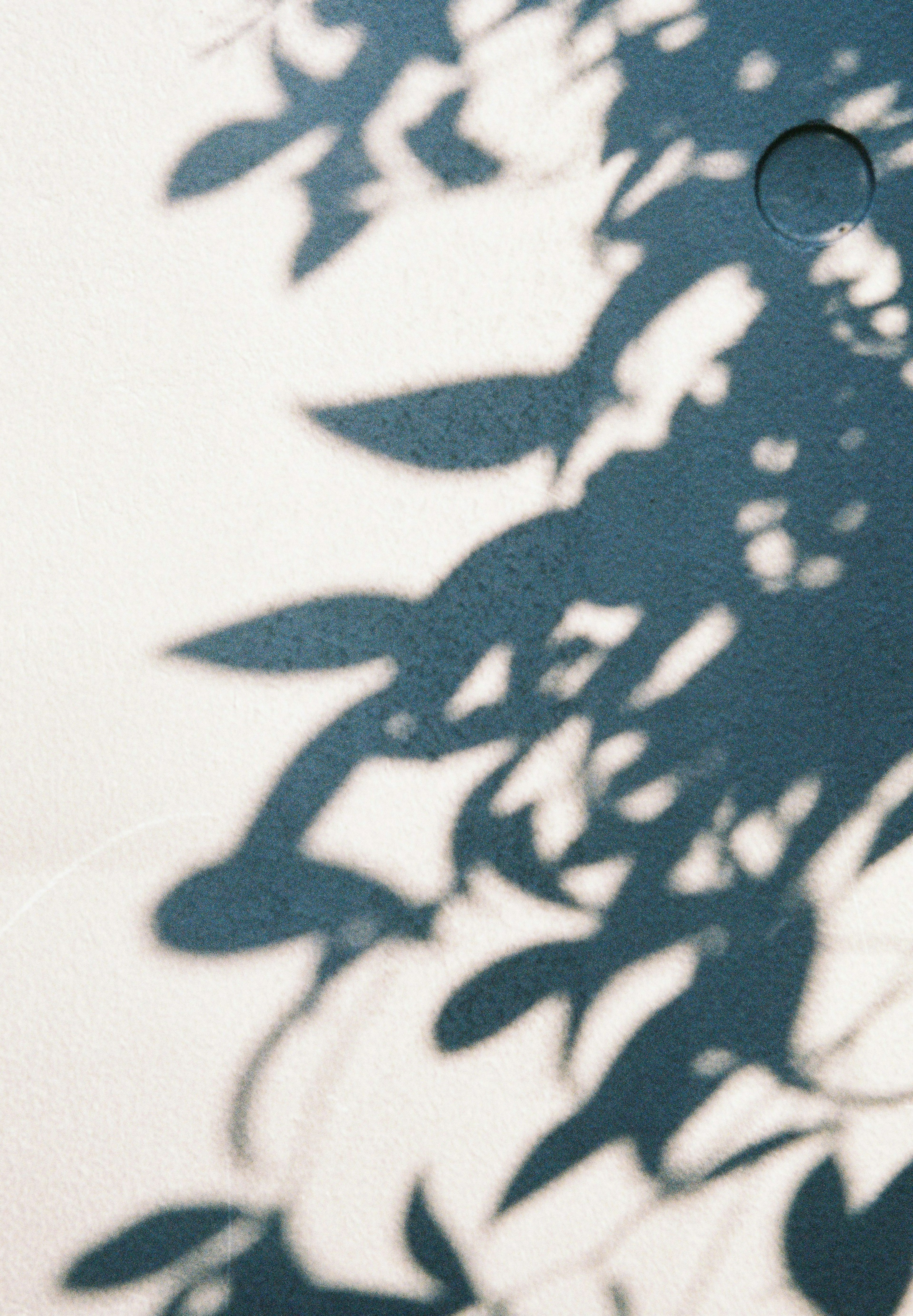 A beautiful pattern of leaf shadows cast on a white background