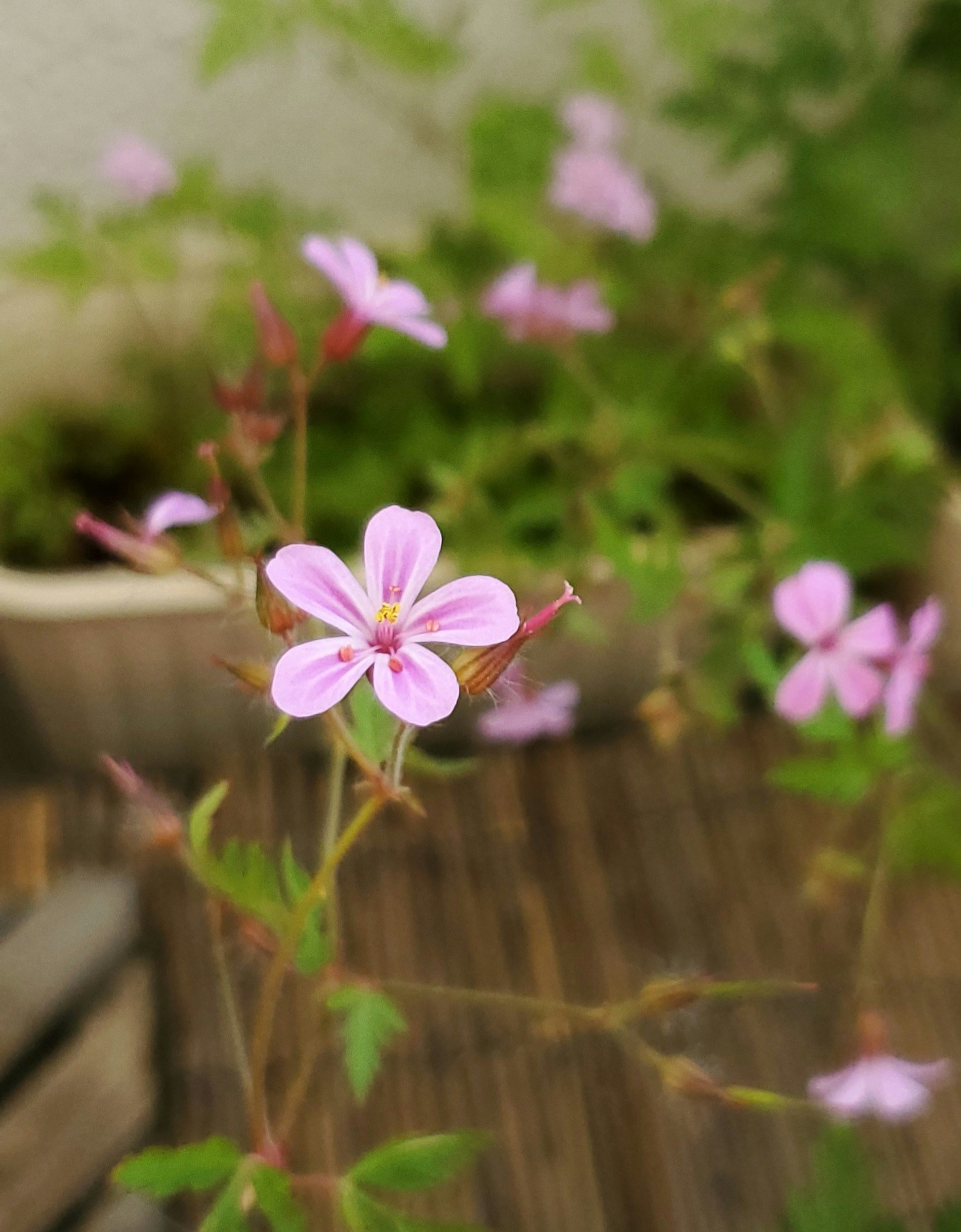 Acercamiento de una planta con flores rosas