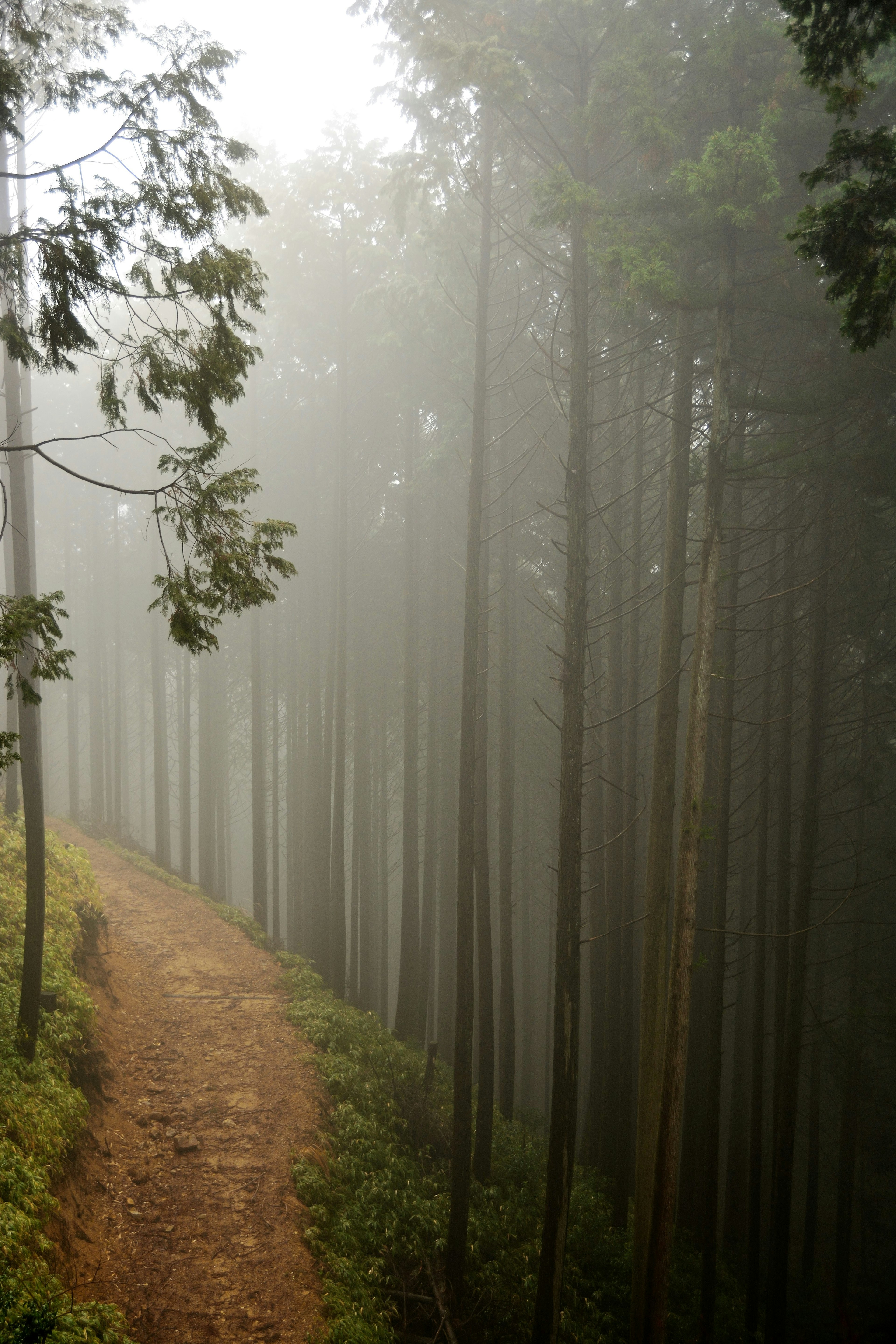 Ein nebliger Waldweg, der sich zwischen hohen Bäumen schlängelt