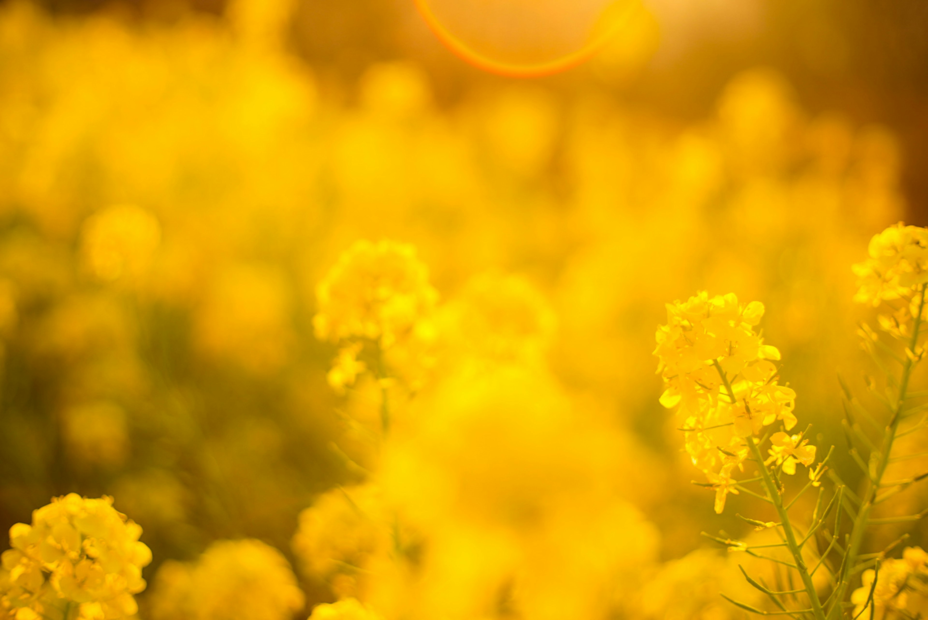 Soft focus view of blooming yellow flowers